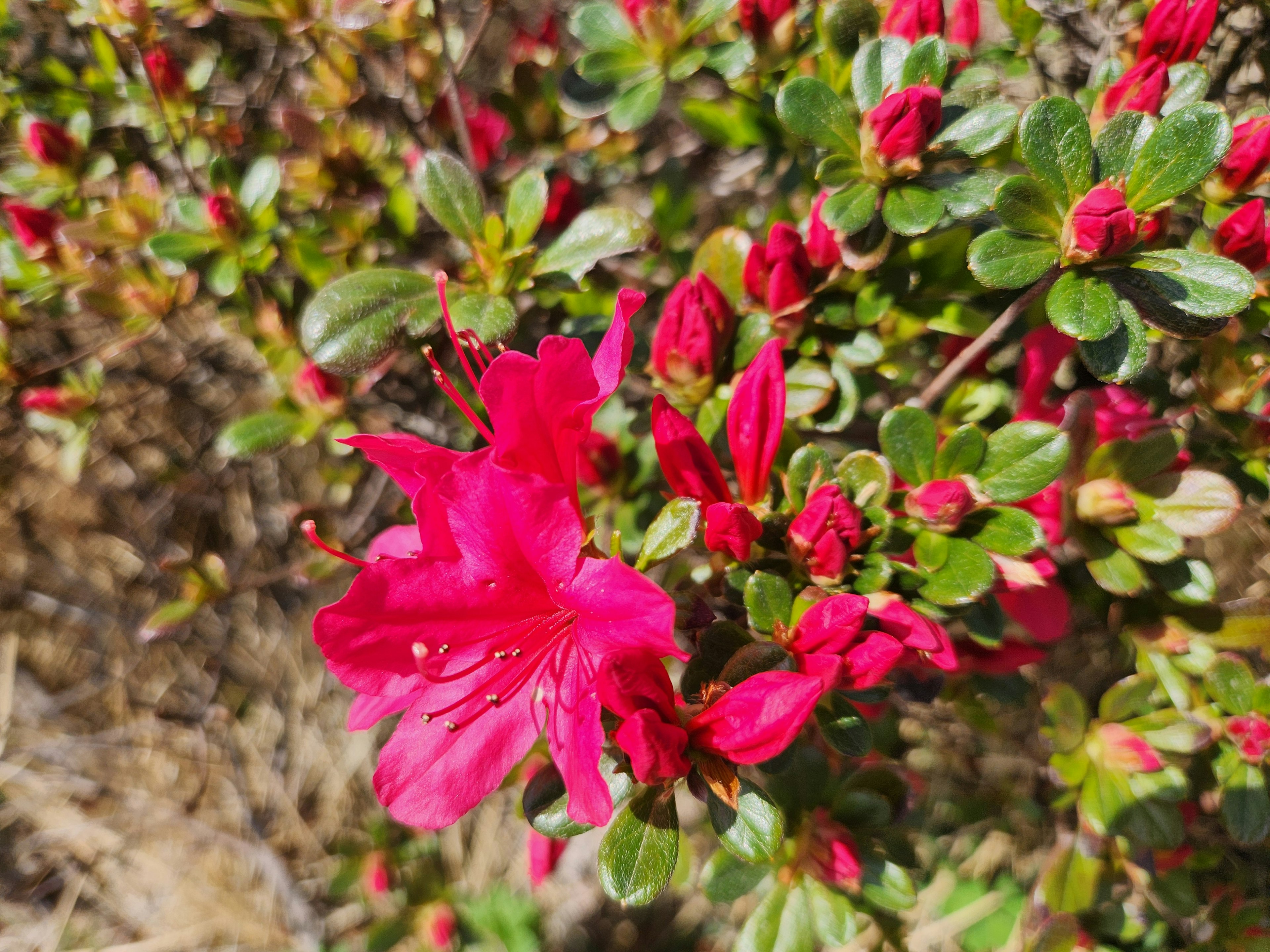 Vibrant pink azalea flowers blooming among green leaves