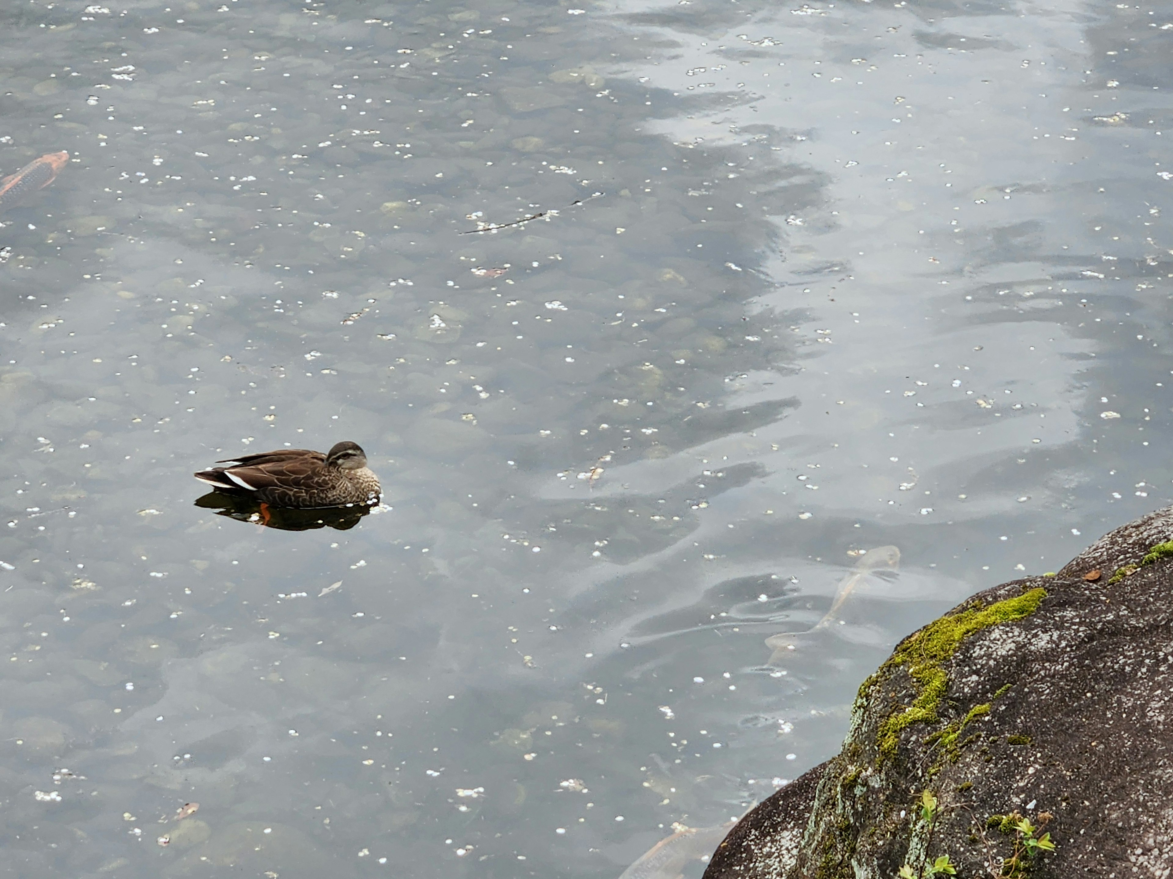 Ente schwimmt auf dem Wasser mit einem nahegelegenen Stein