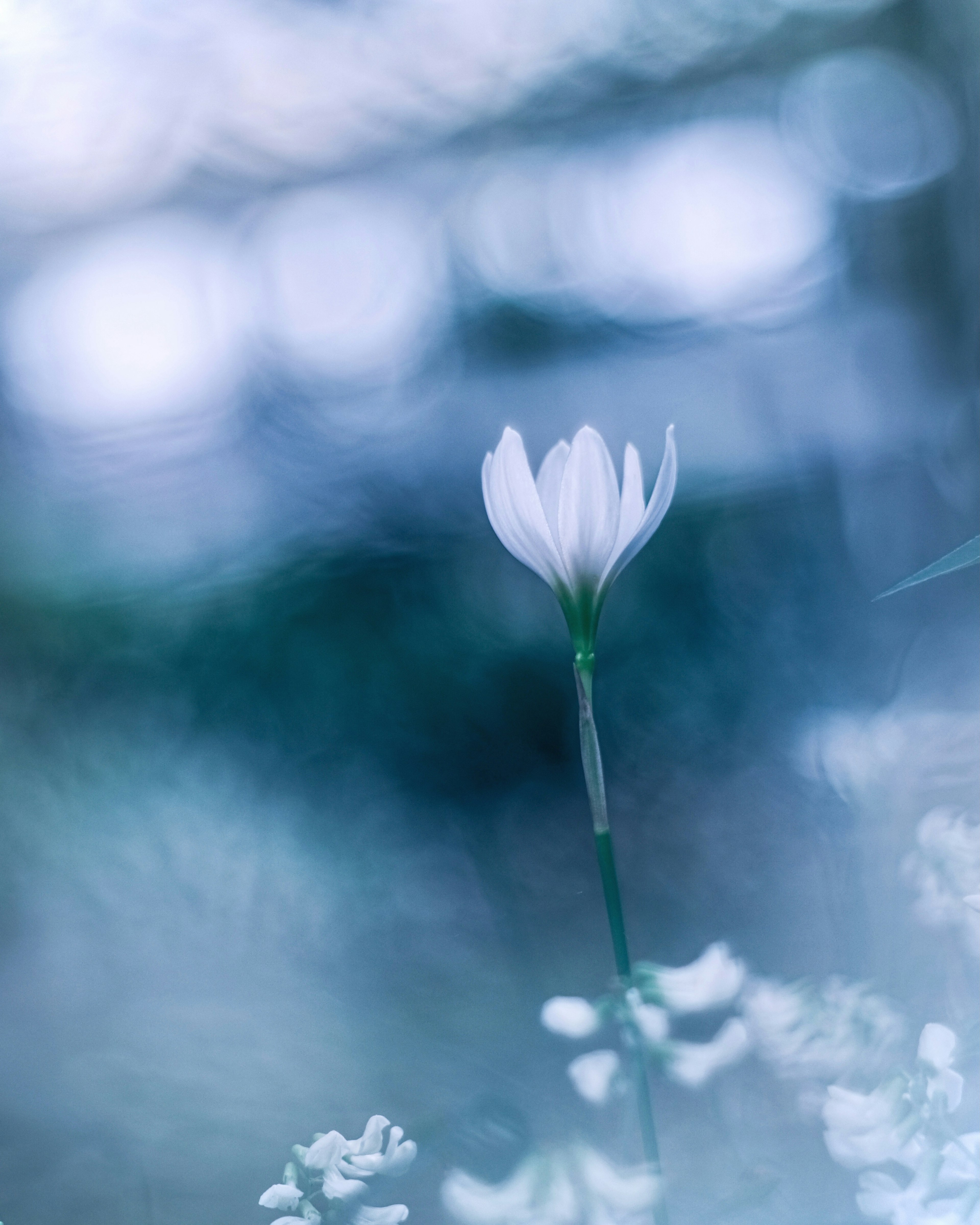 Nahaufnahme einer weißen Blume vor einem verschwommenen Hintergrund