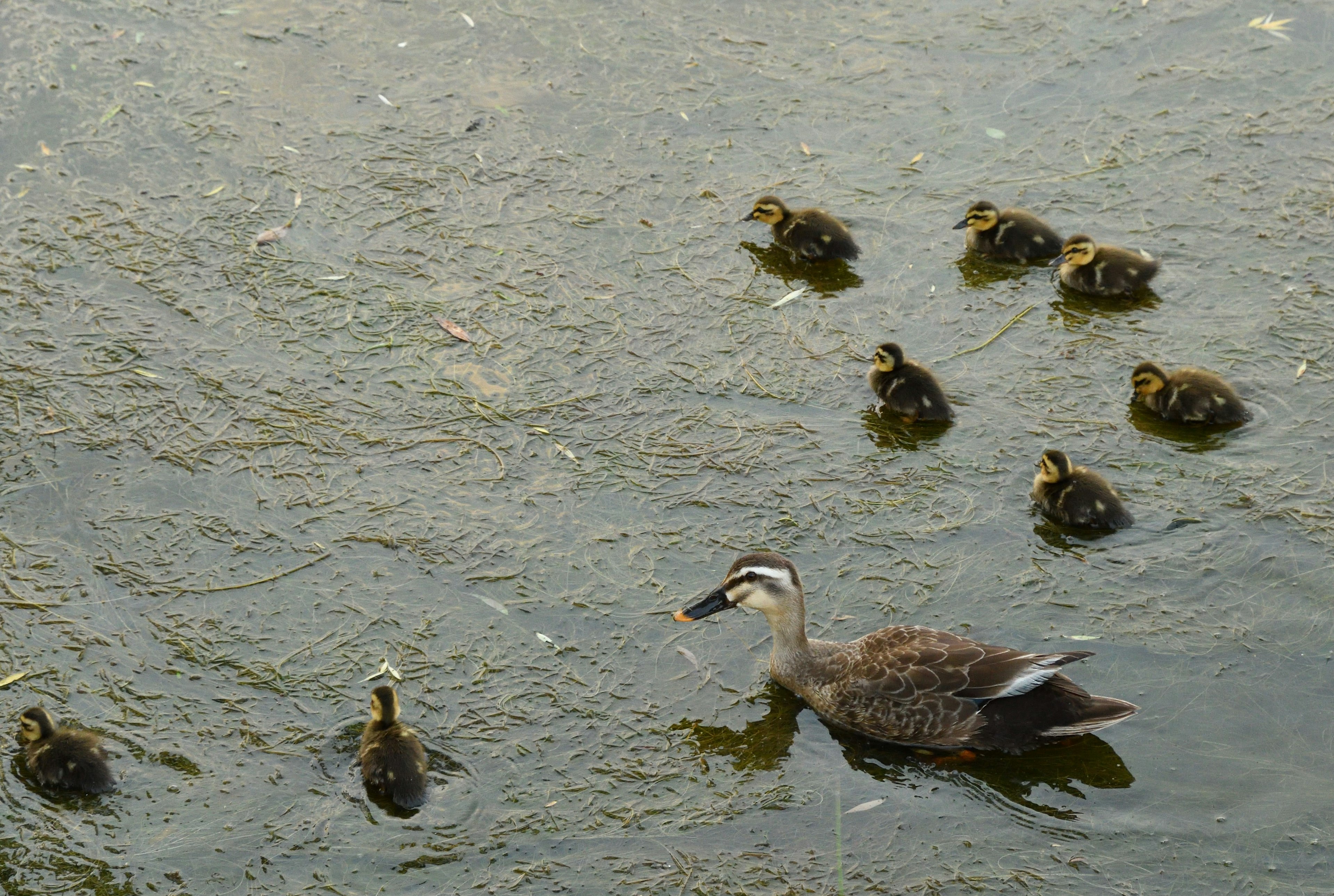 Una madre pato nadando con sus ocho patitos en un estanque