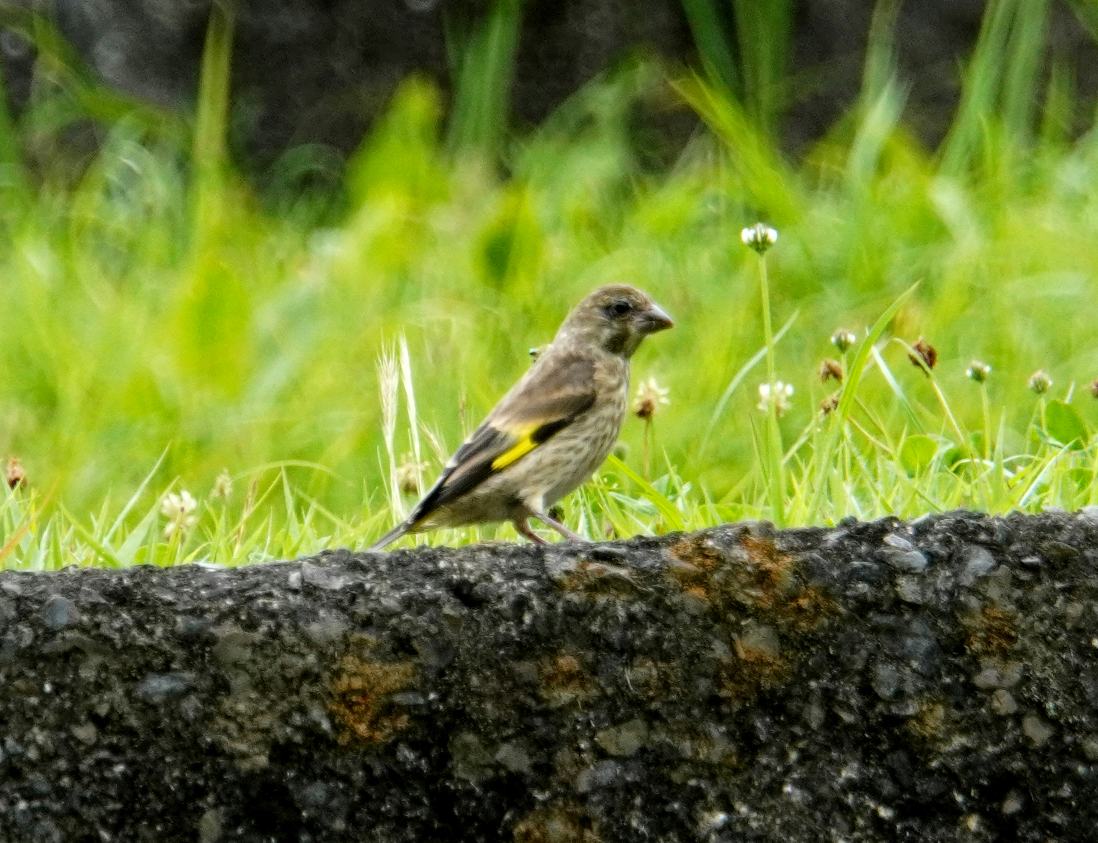 Un piccolo uccello in piedi su una pietra con erba verde sullo sfondo