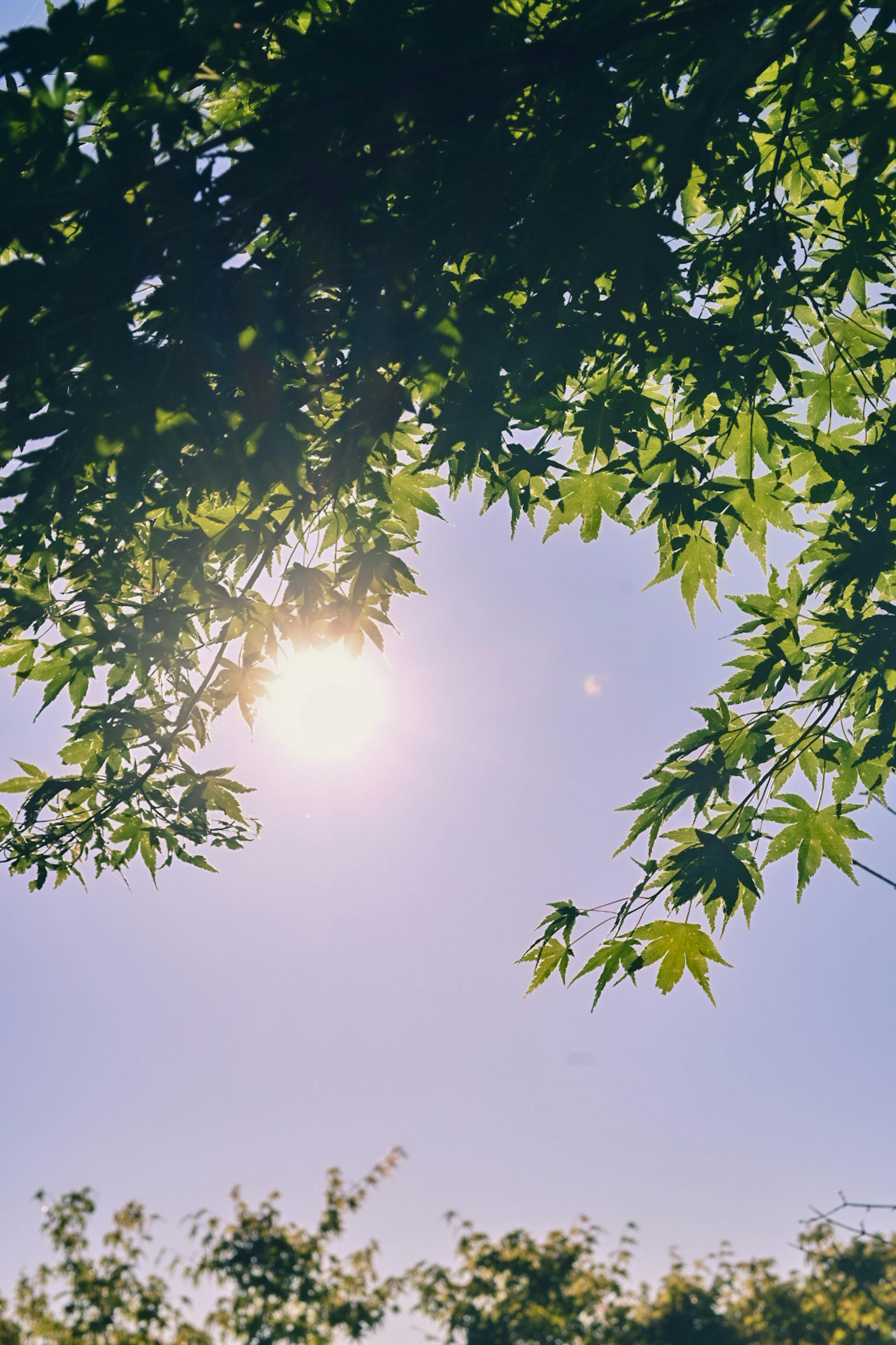 Green leaves silhouetted against a bright sky and sun