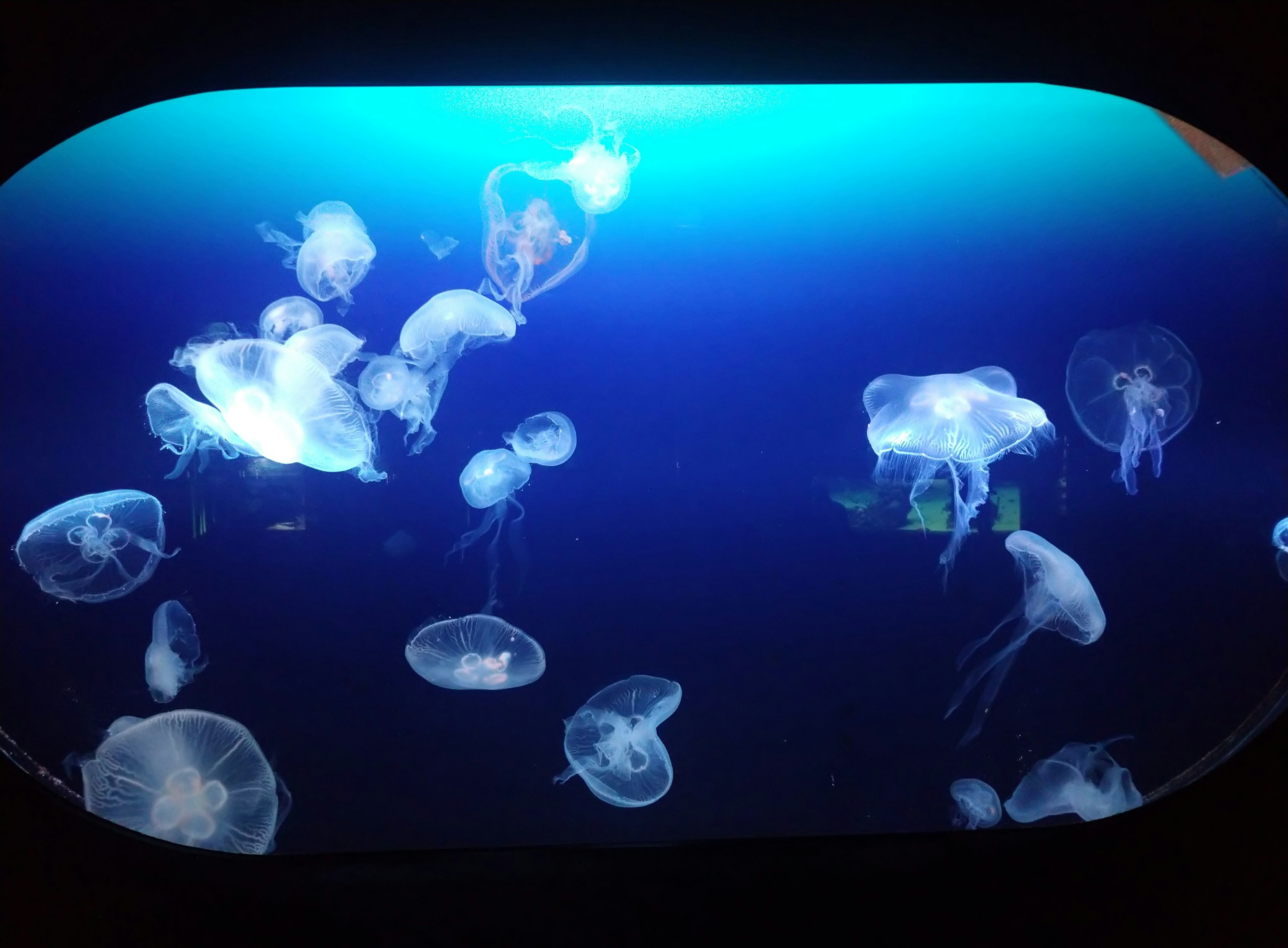 Eine Gruppe von durchsichtigen Quallen, die im blauen Wasser schwimmen