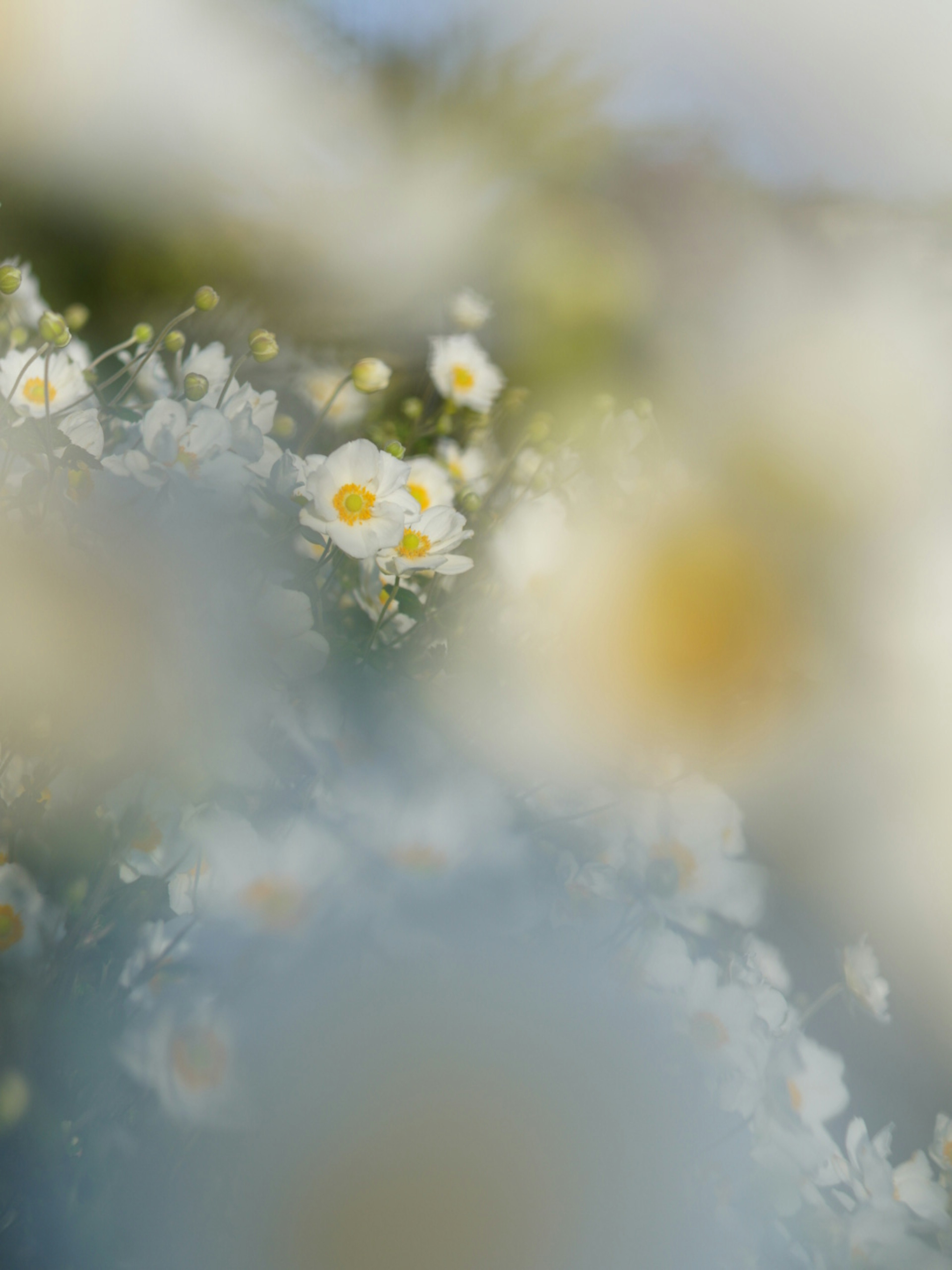 Un fondo borroso con flores blancas dispersas