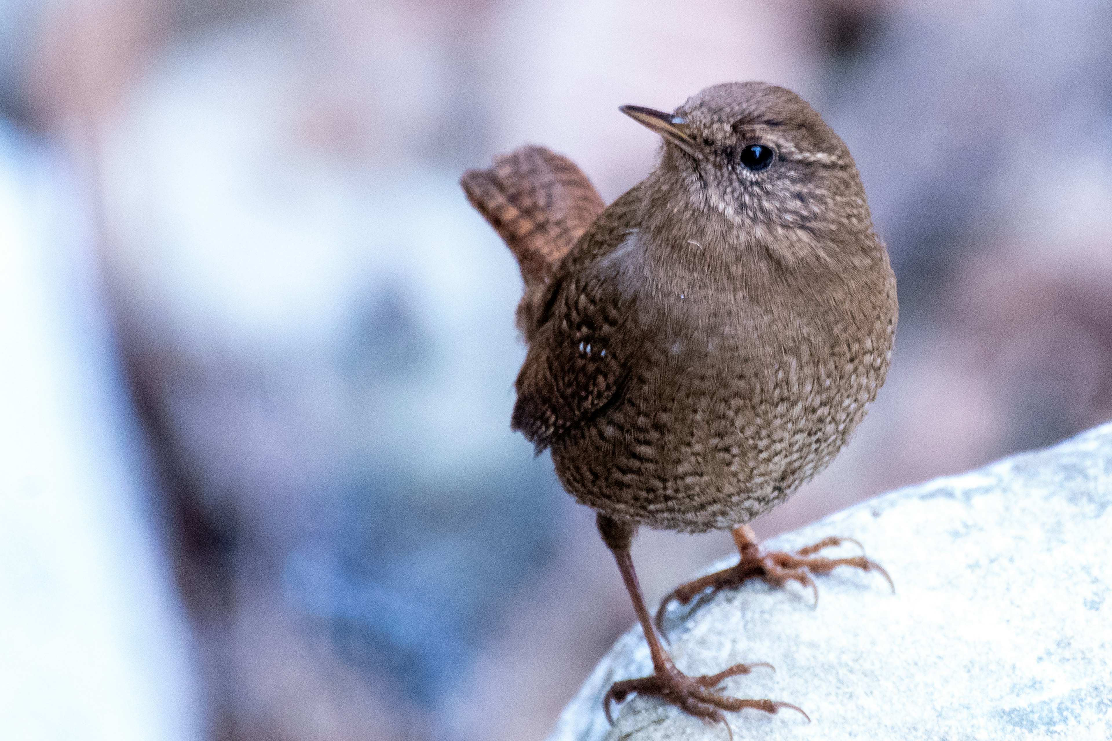 Seekor burung coklat kecil berdiri di atas batu