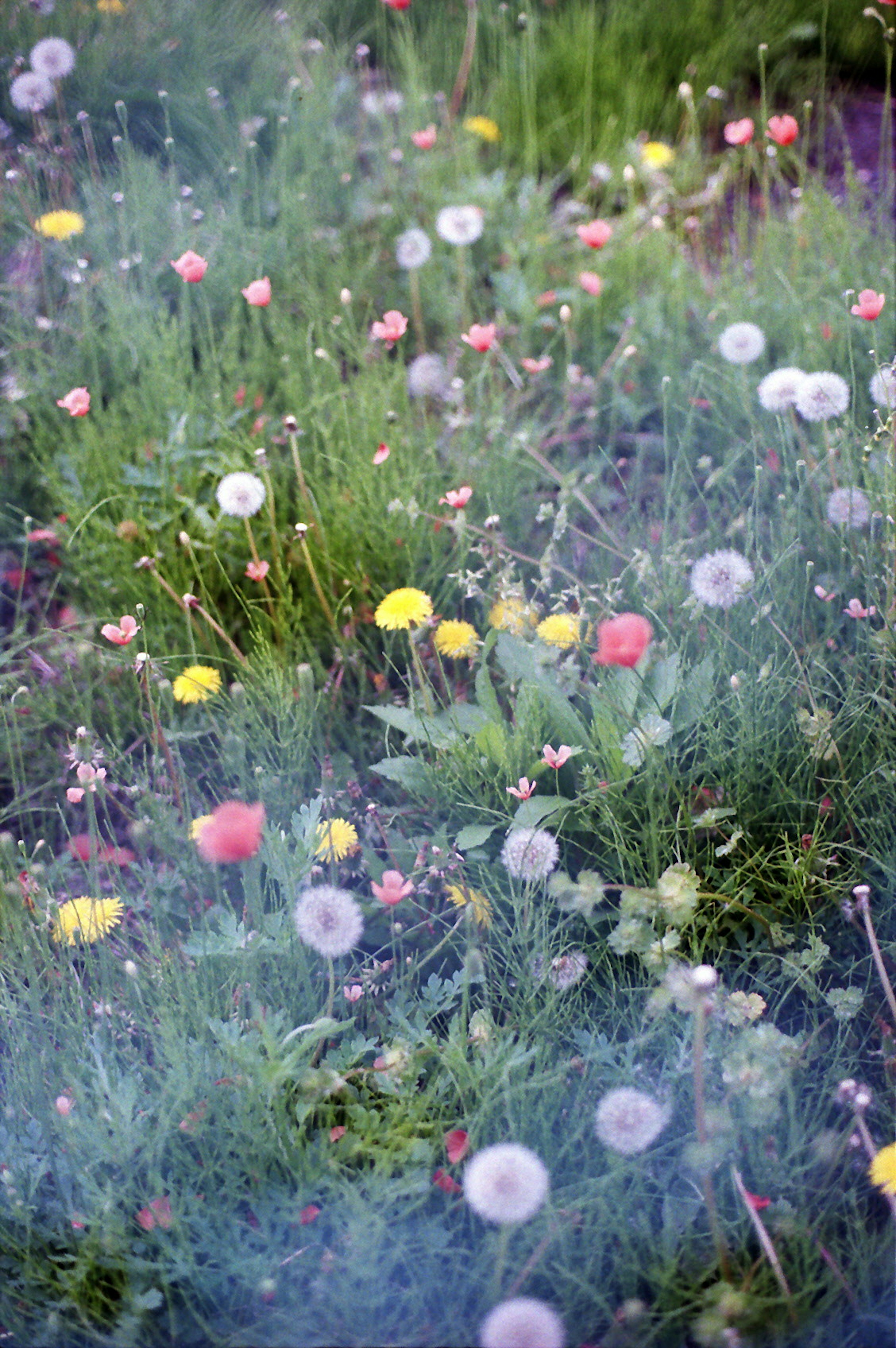 Un prado vibrante lleno de flores coloridas y diente de león blancos esparcidos