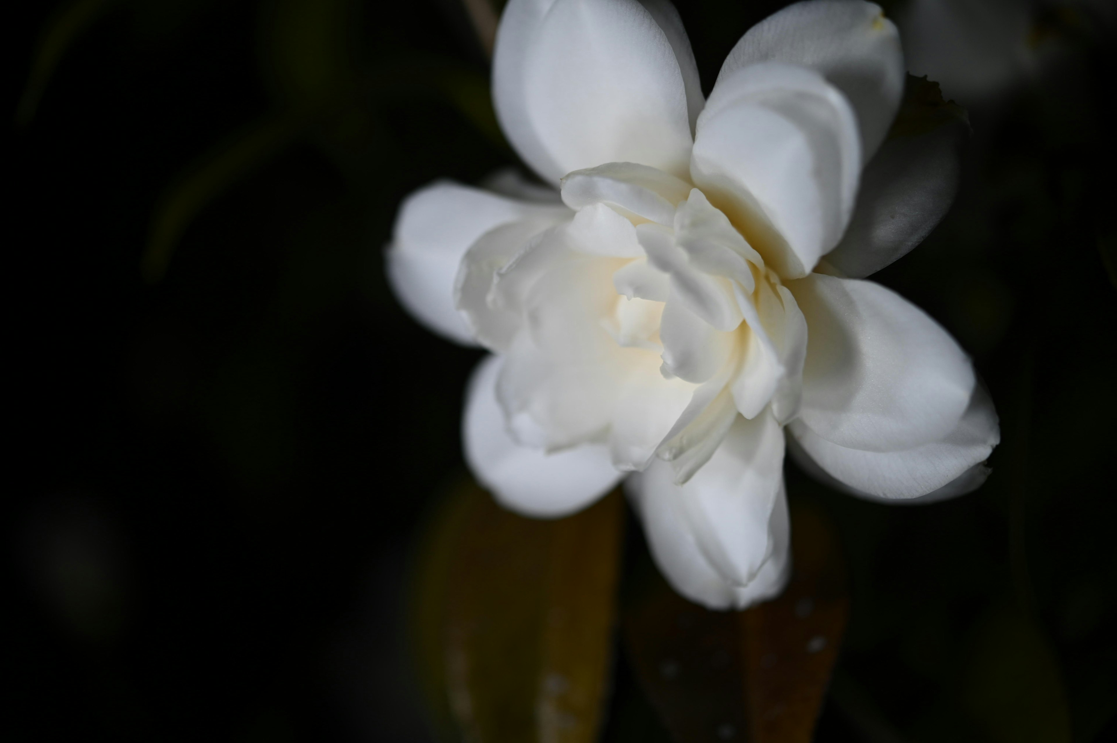 Eine weiße Blume, die sich vor einem dunklen Hintergrund abhebt