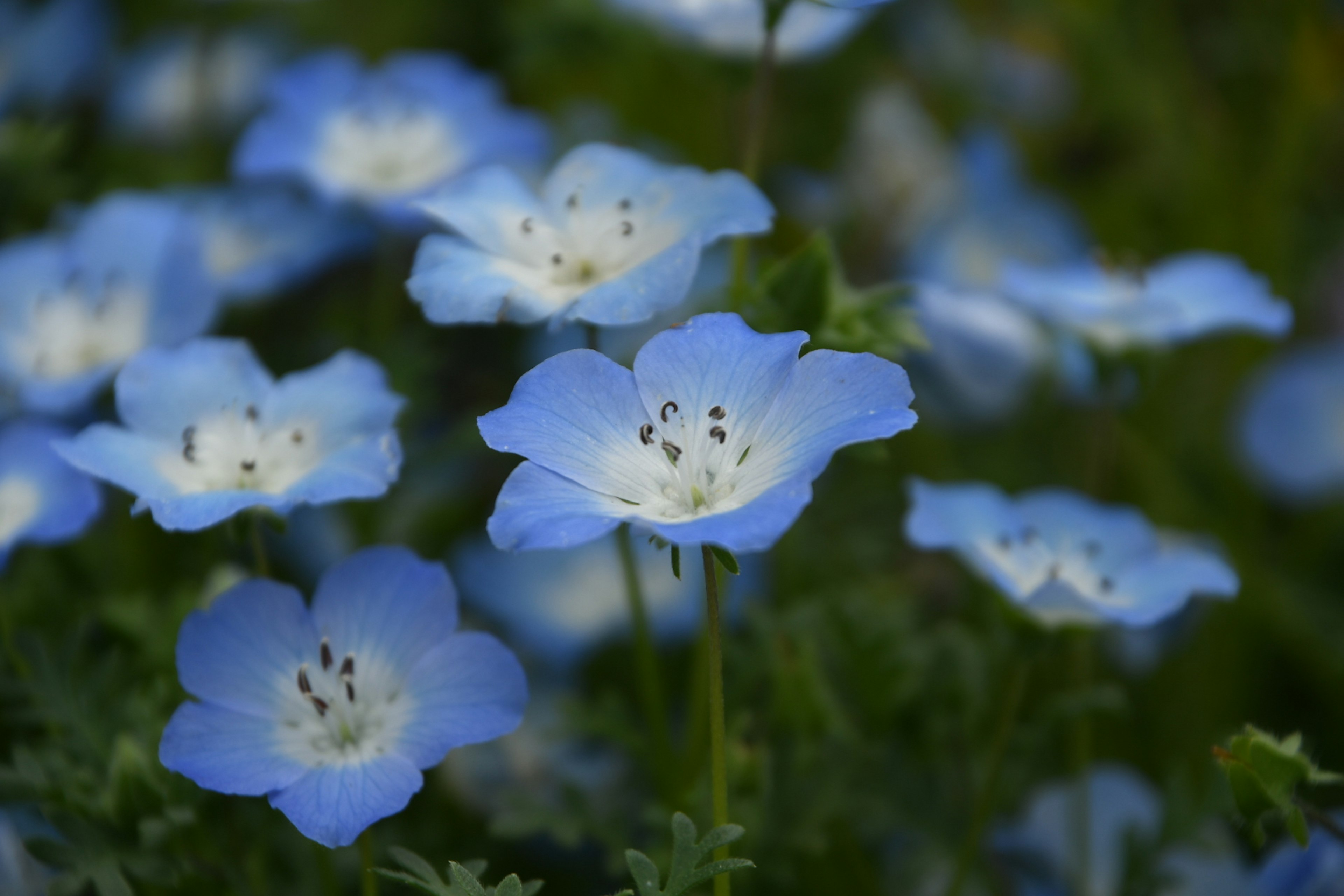 Primer plano de un grupo de flores azules con centros blancos distintivos