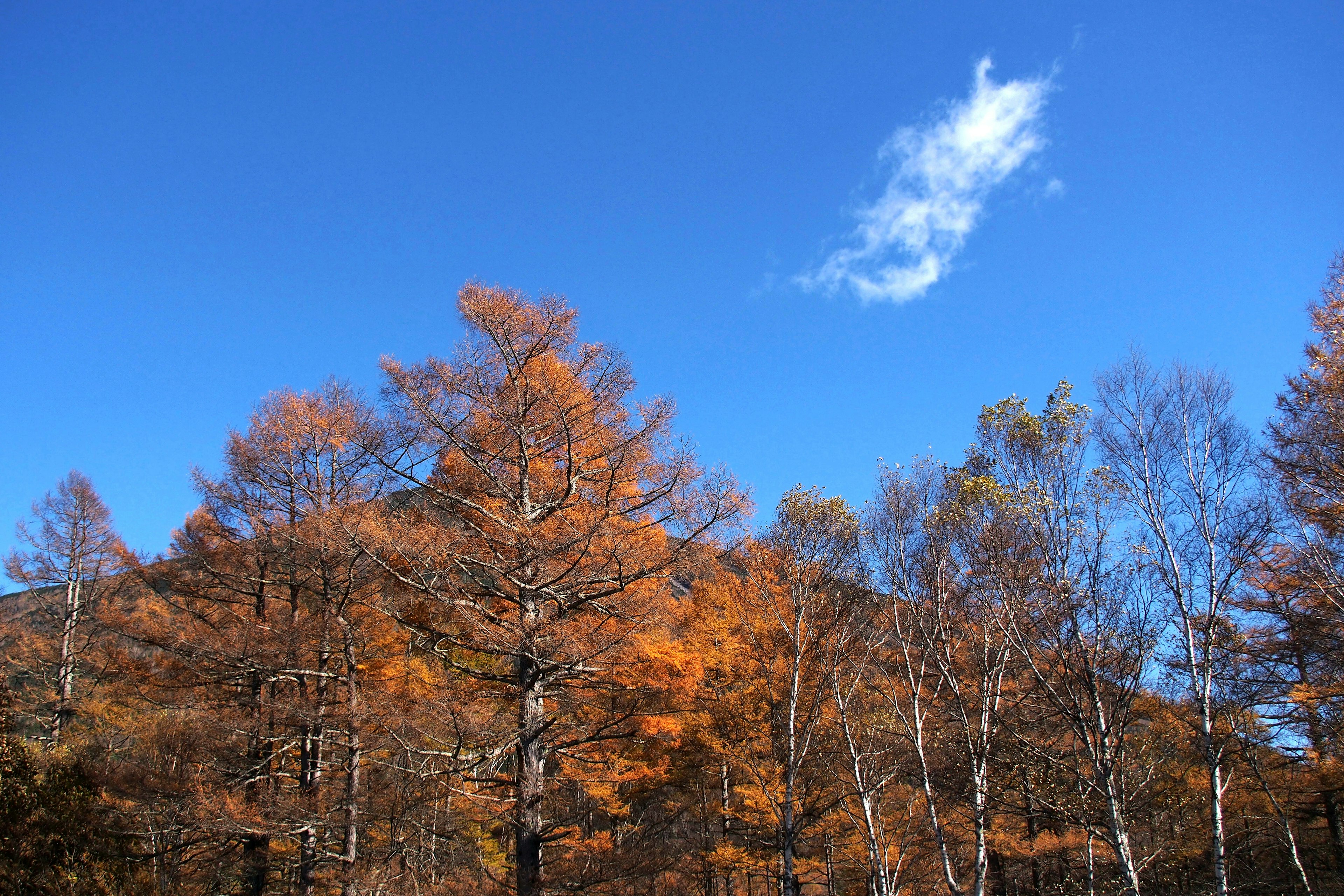 Paysage avec des arbres aux feuilles d'automne sous un ciel bleu