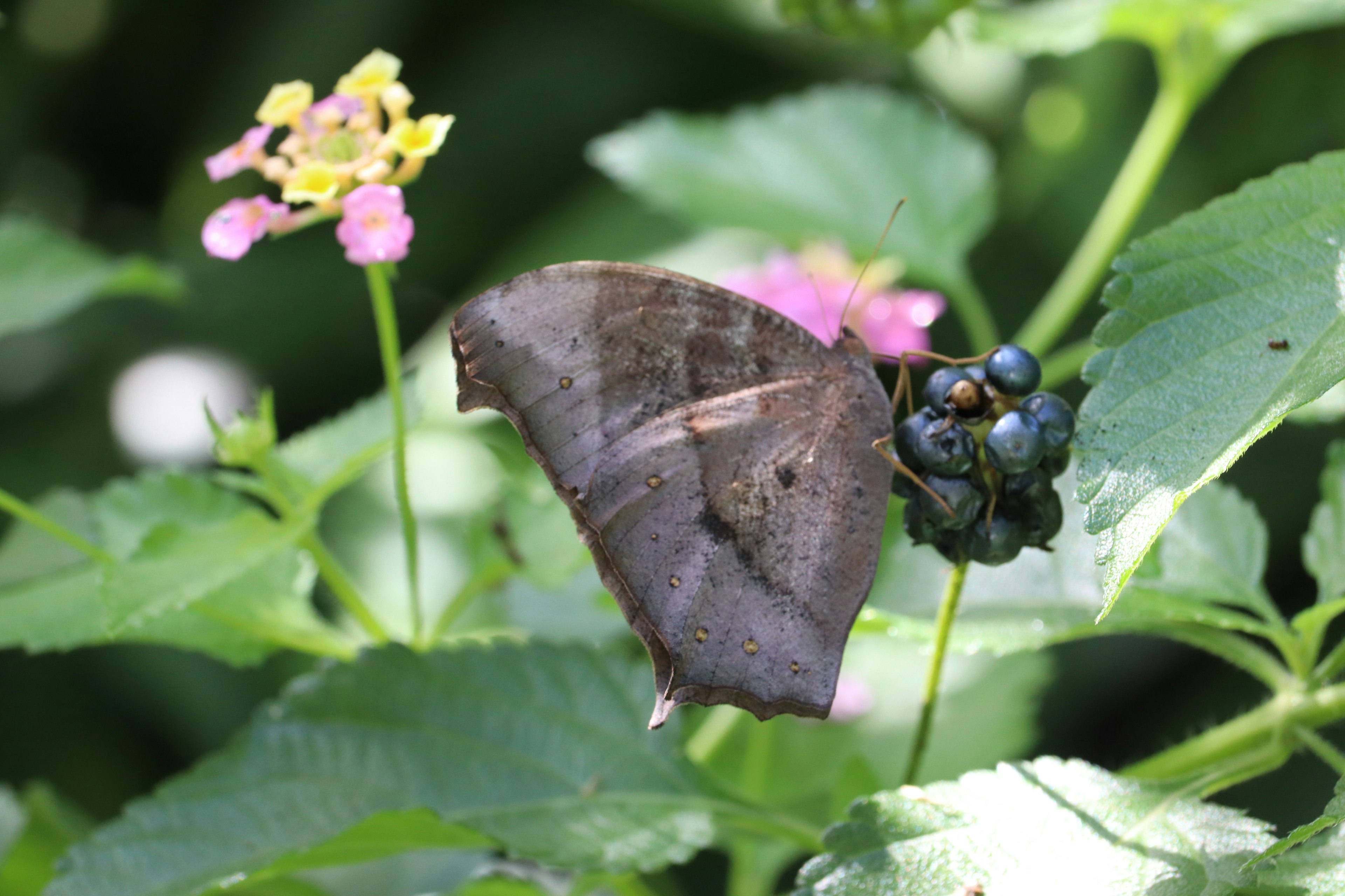 Ein dunkler Schmetterling sitzt auf grünen Blättern umgeben von rosa Blumen und blauen Beeren