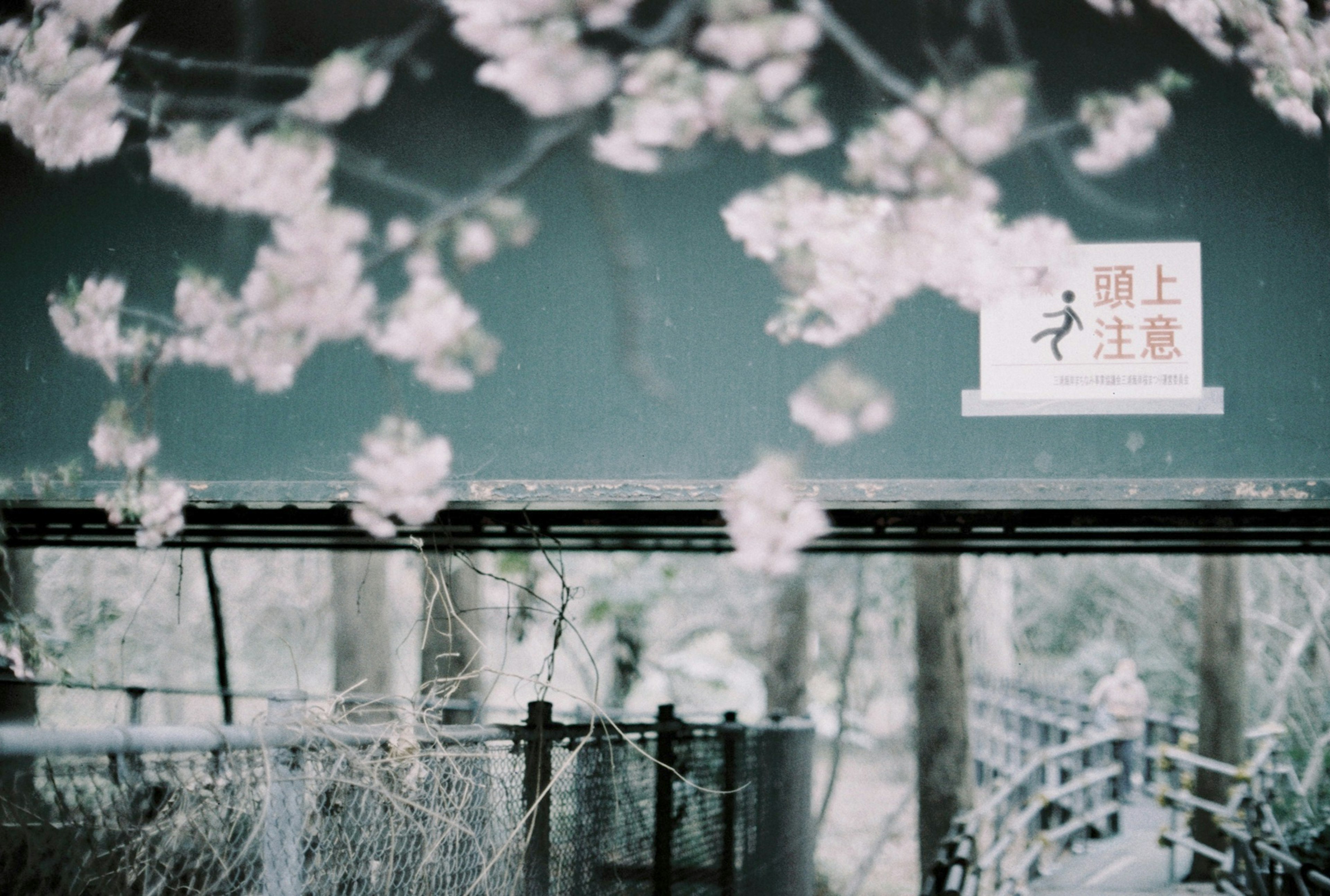 桜の花が咲く風景と看板がある静かな場所