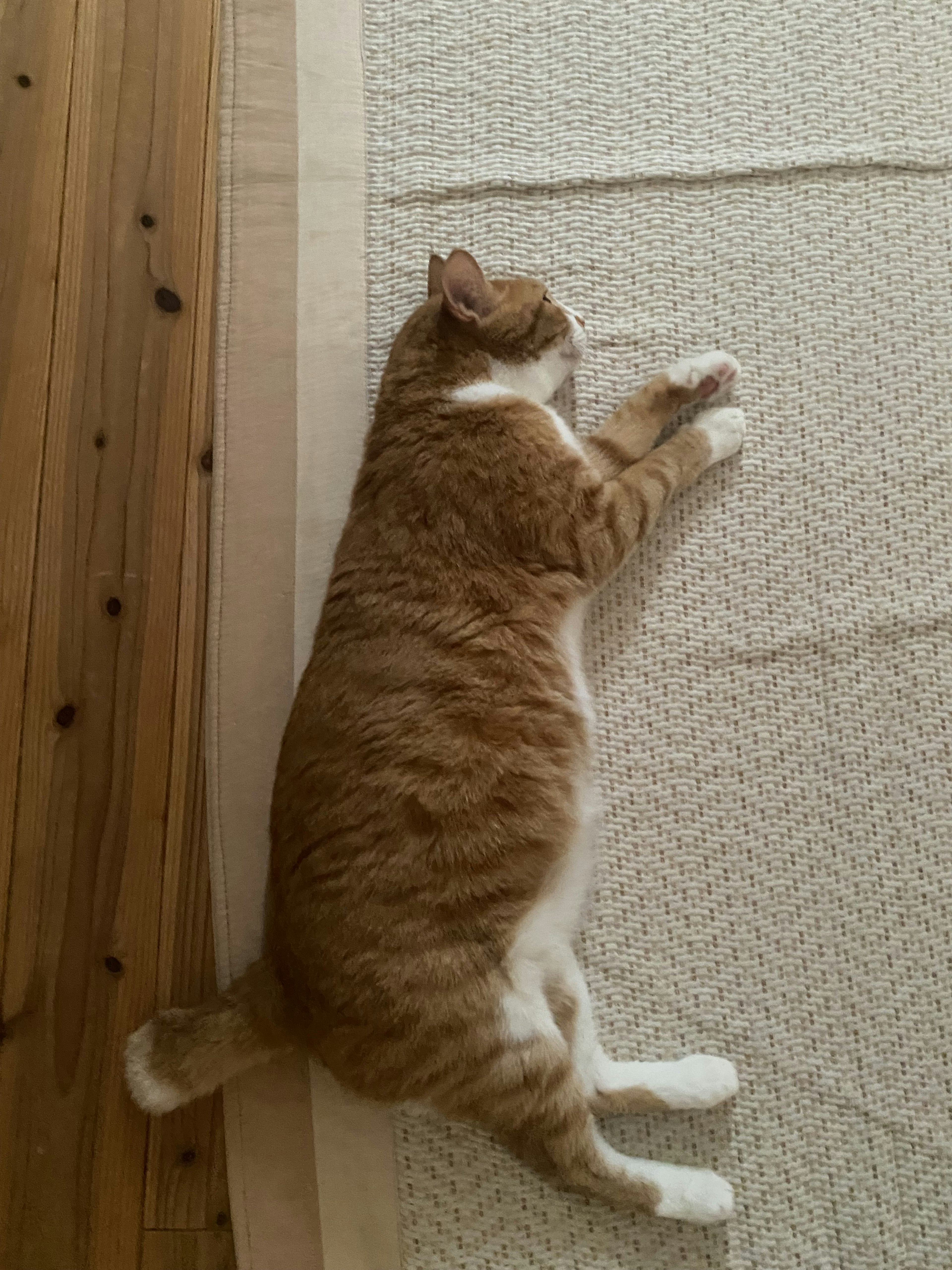 A ginger and white cat lying on a beige fabric surface