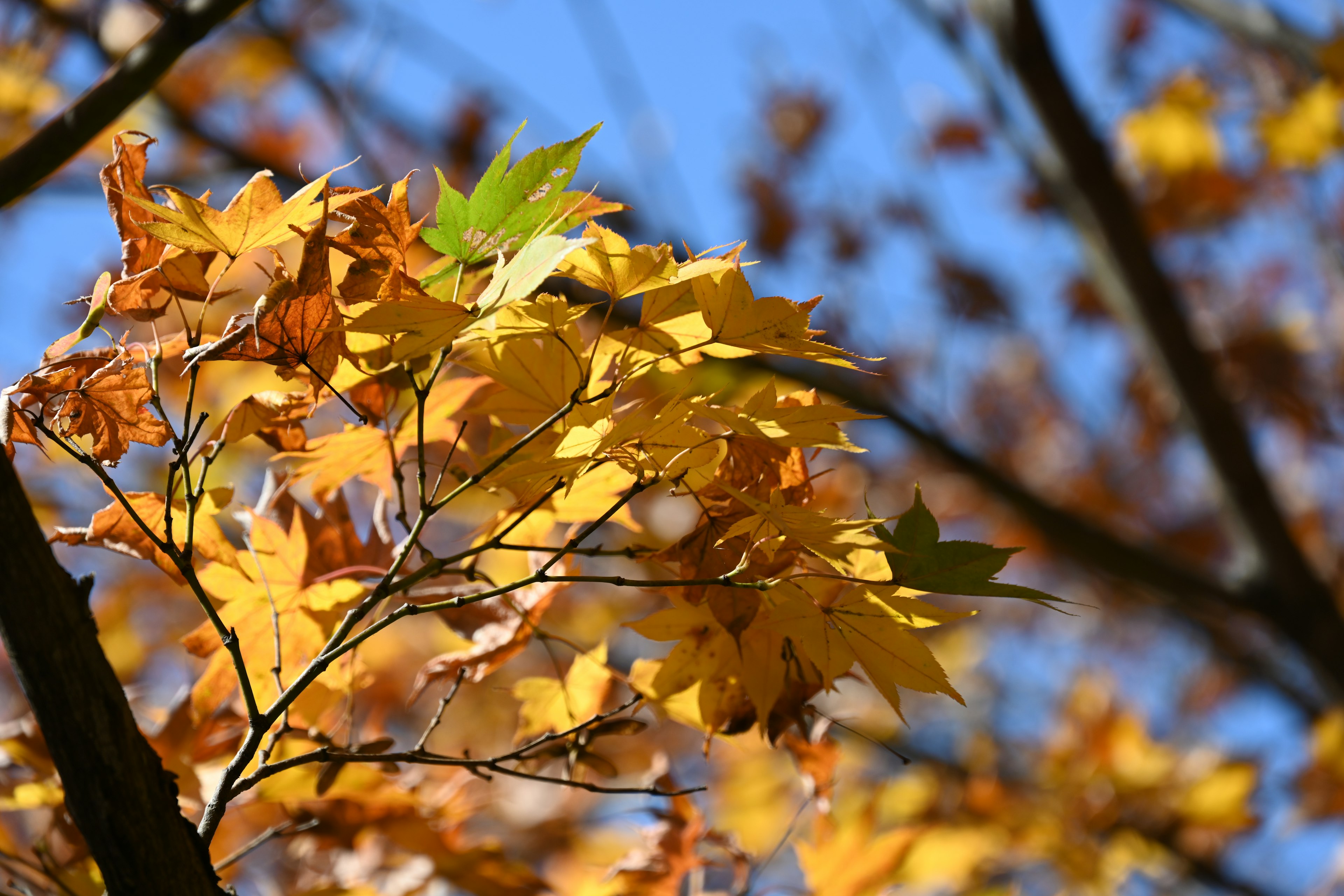 Autumn leaves in vibrant yellow and green against a clear blue sky