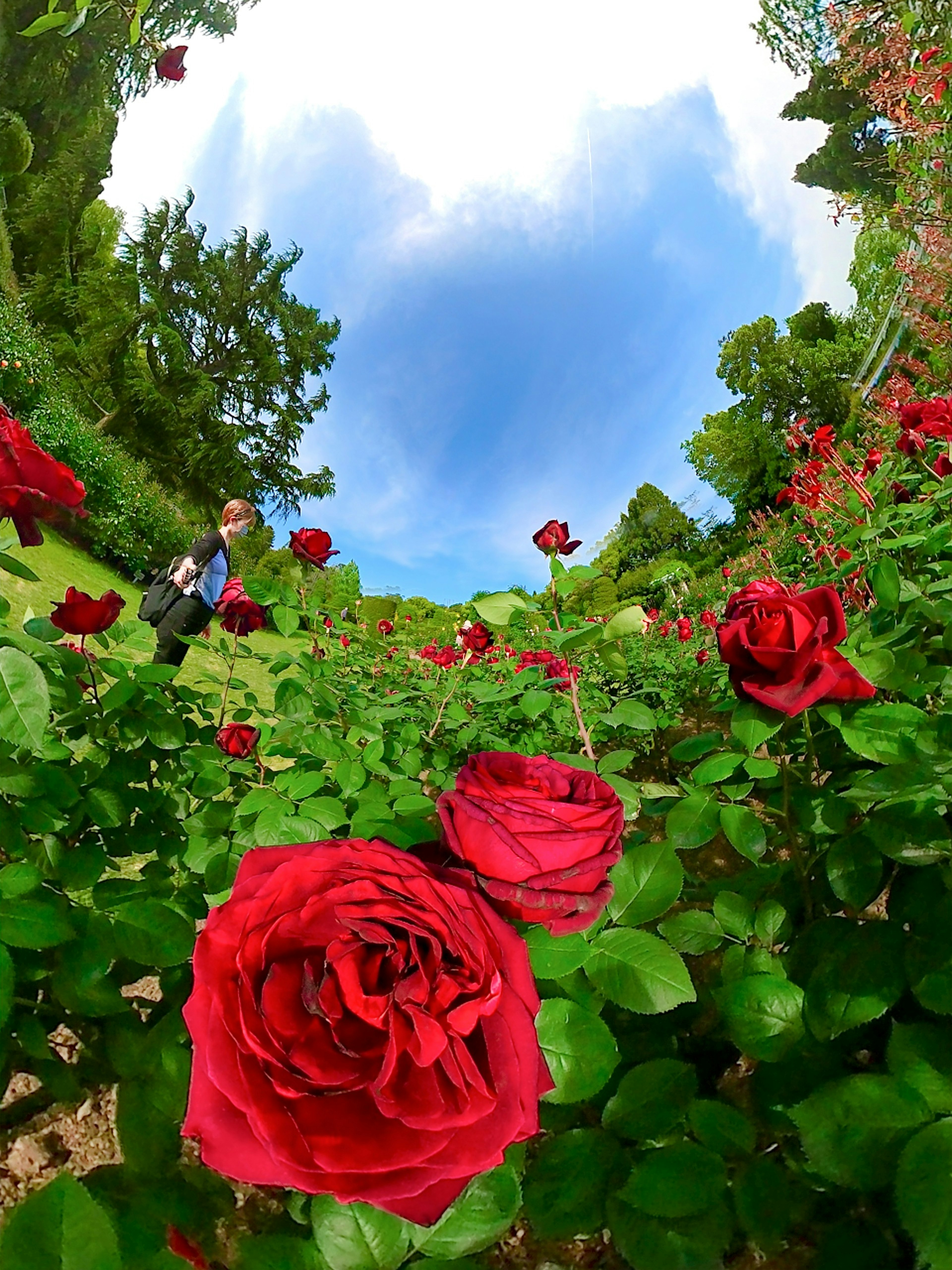 Kebun yang penuh dengan mawar merah mekar di bawah langit biru