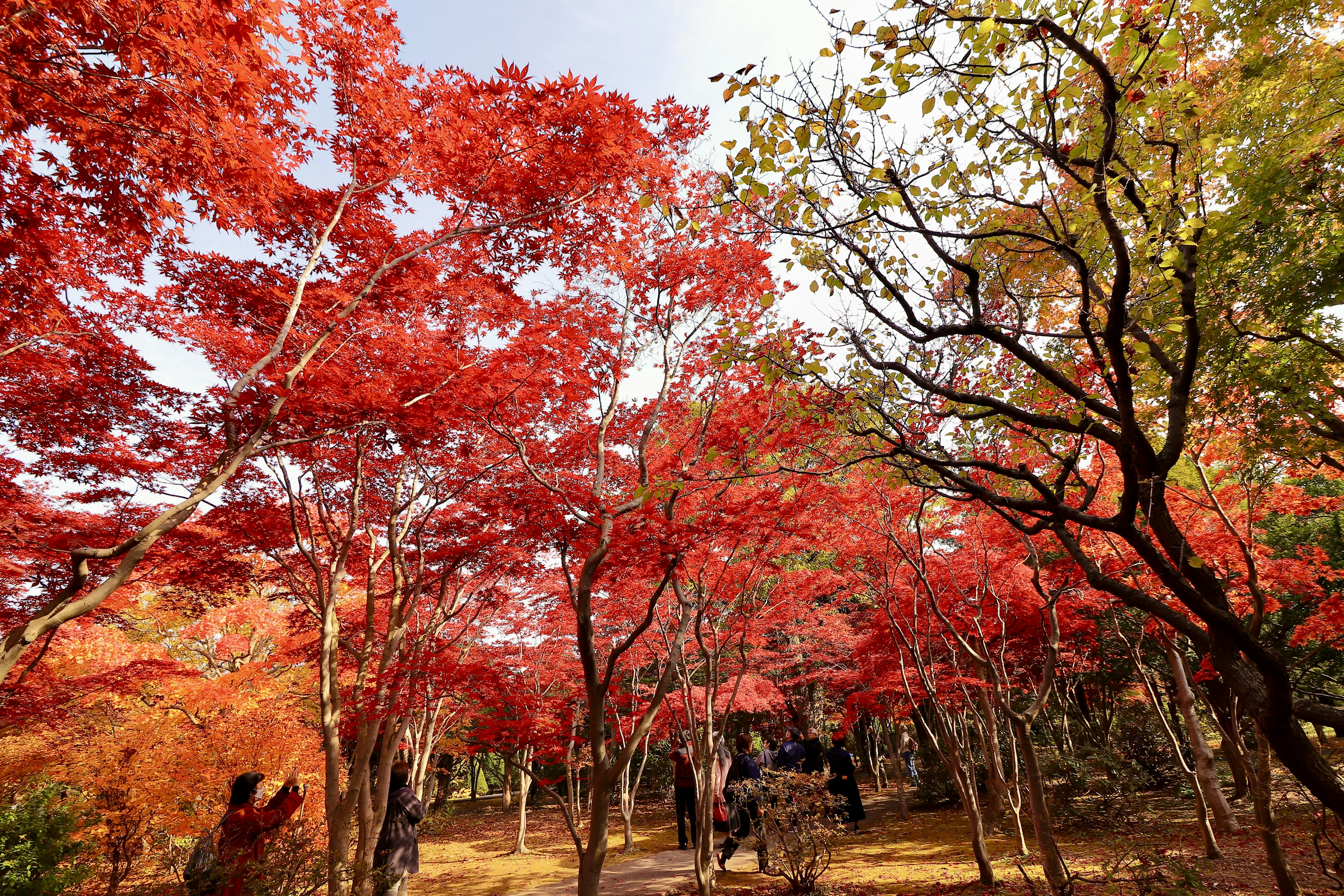 ทิวทัศน์ฤดูใบไม้ร่วงที่สวยงามในสวนใบไม้สีแดงและสีส้มสดใสบนต้นไม้