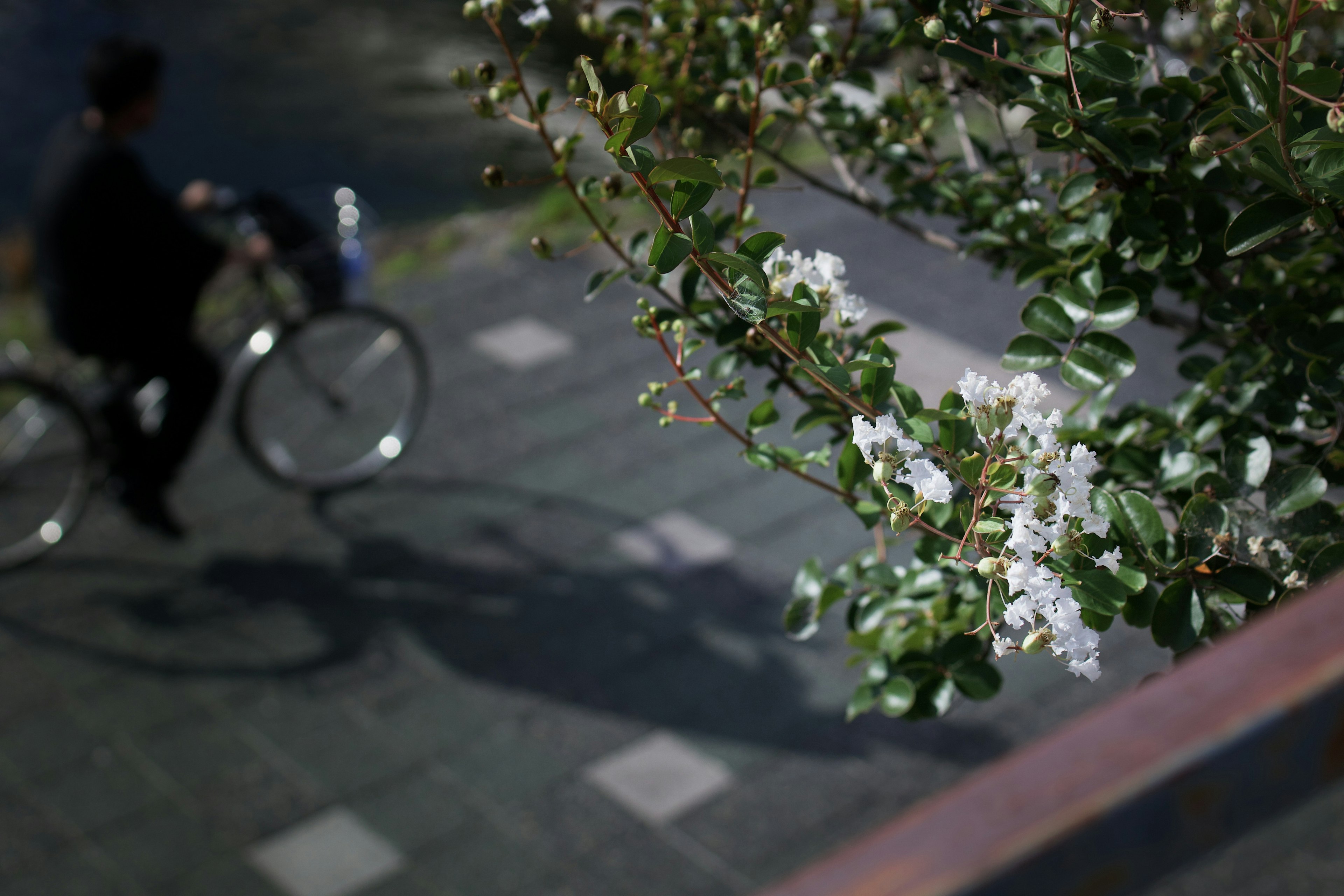 A person riding a bicycle with blooming white flowers in the foreground