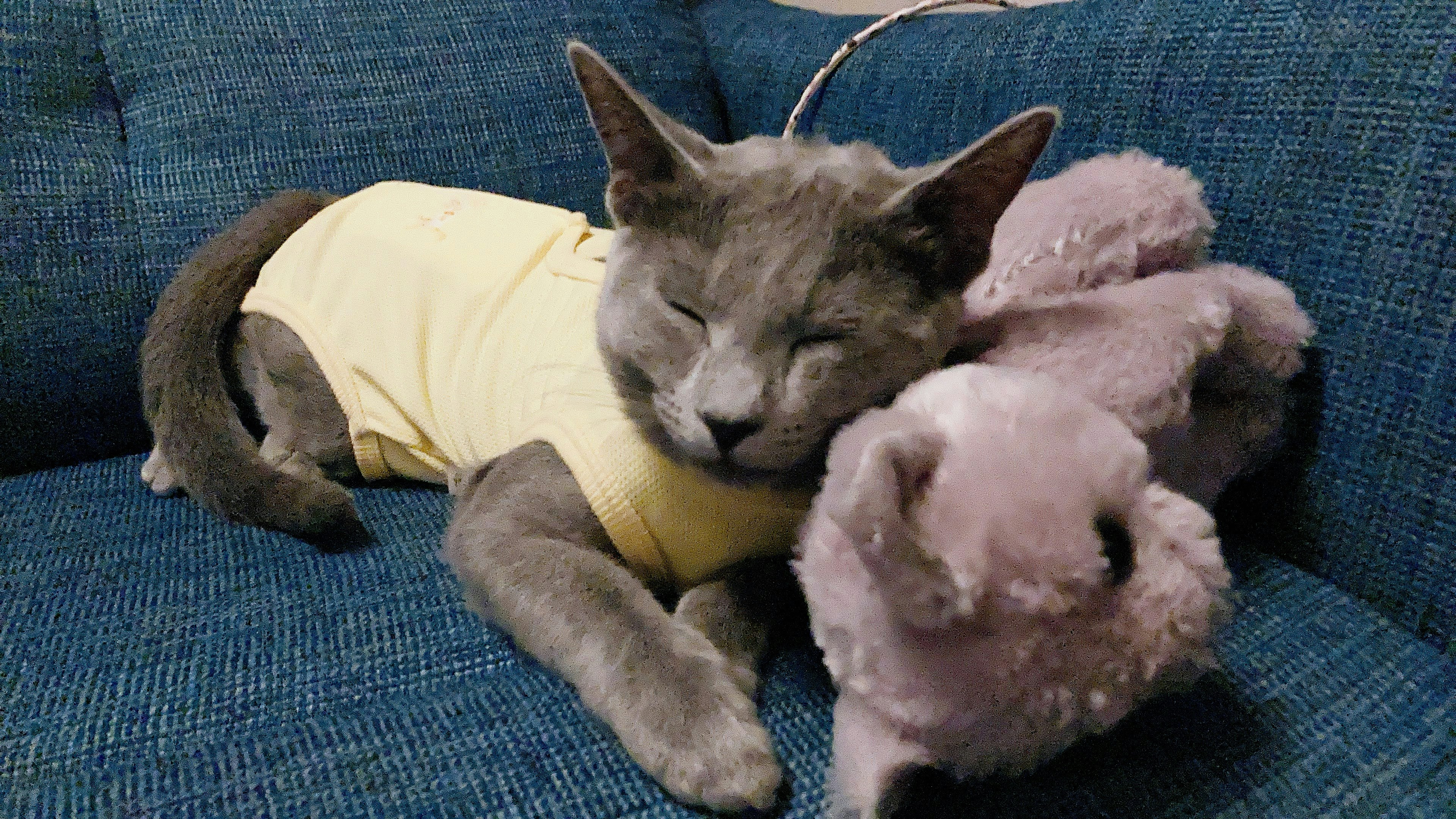 A cute cat wearing a yellow shirt cuddling a stuffed animal while sleeping