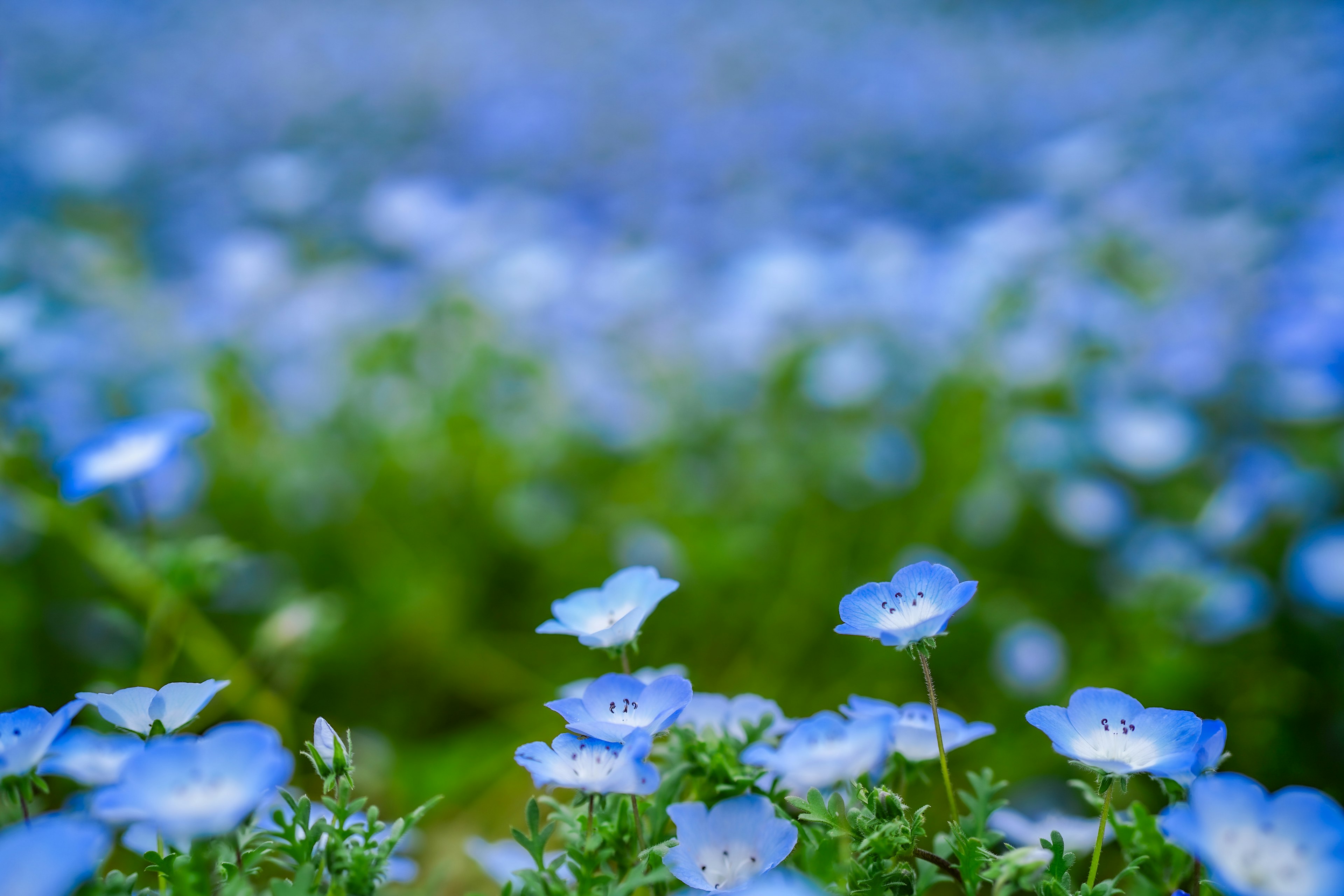 青い花が咲く緑の草原の風景