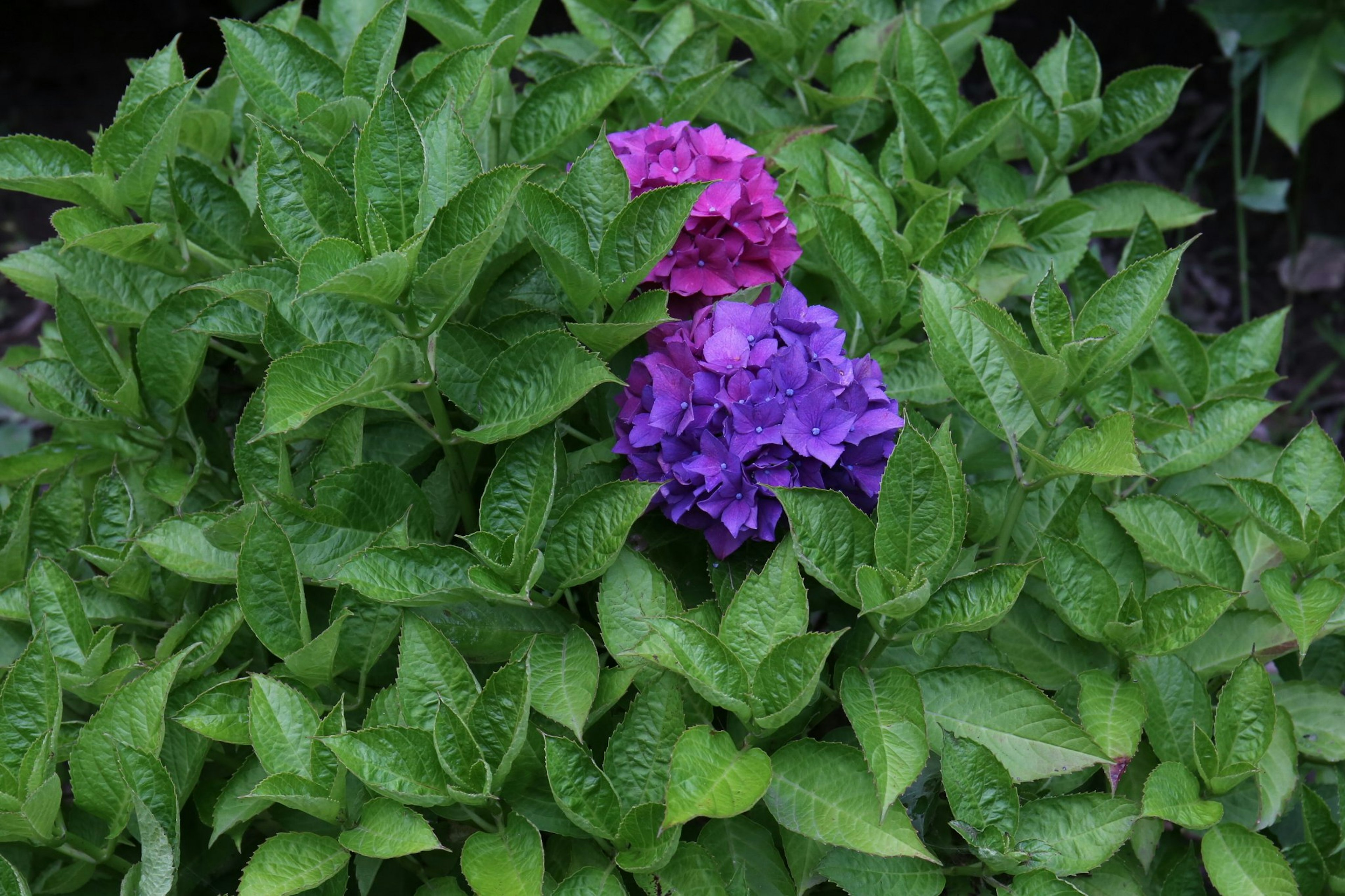 緑の葉に囲まれた紫とピンクの花のクローズアップ