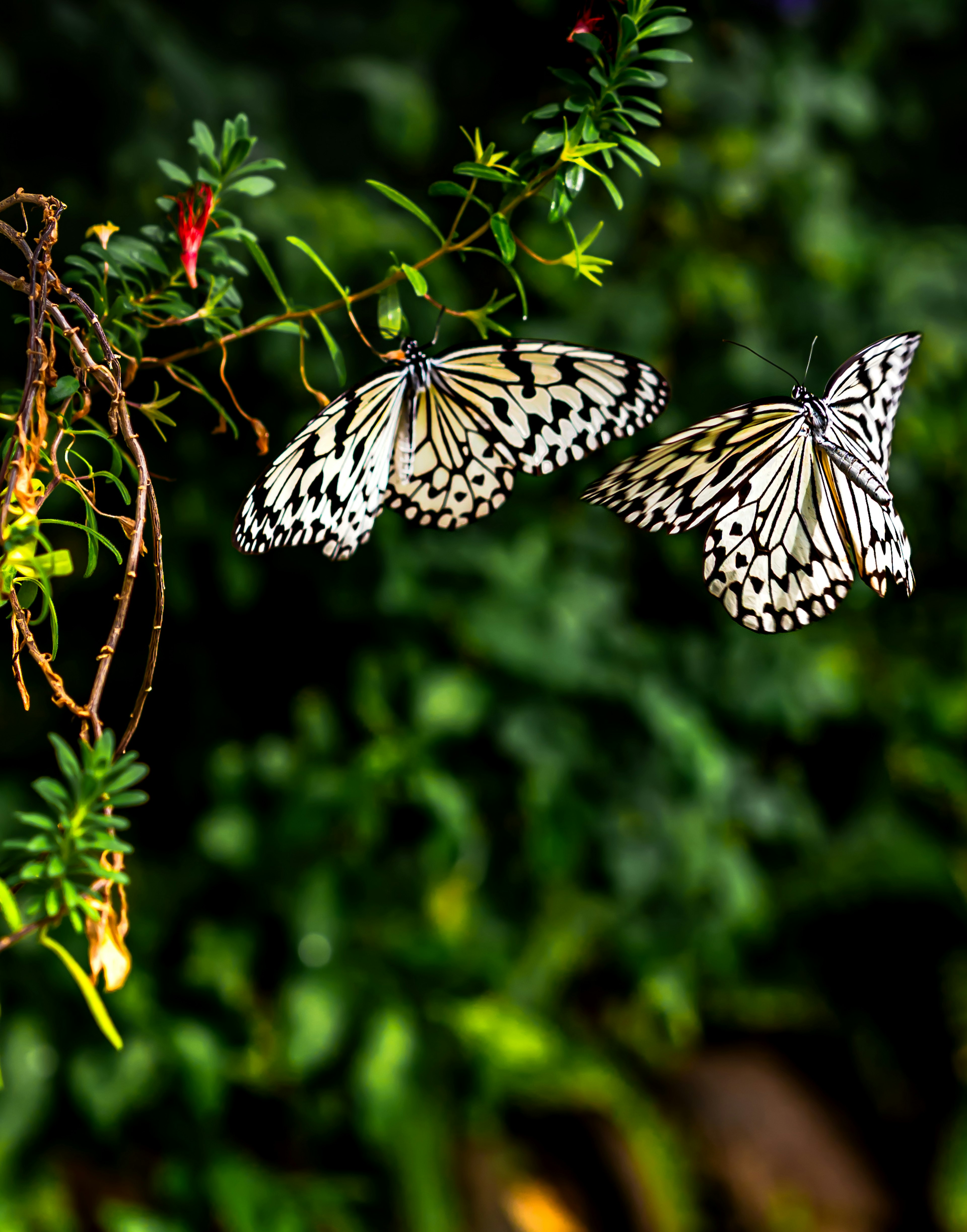 Mariposas blancas y negras posadas sobre flores con un fondo verde