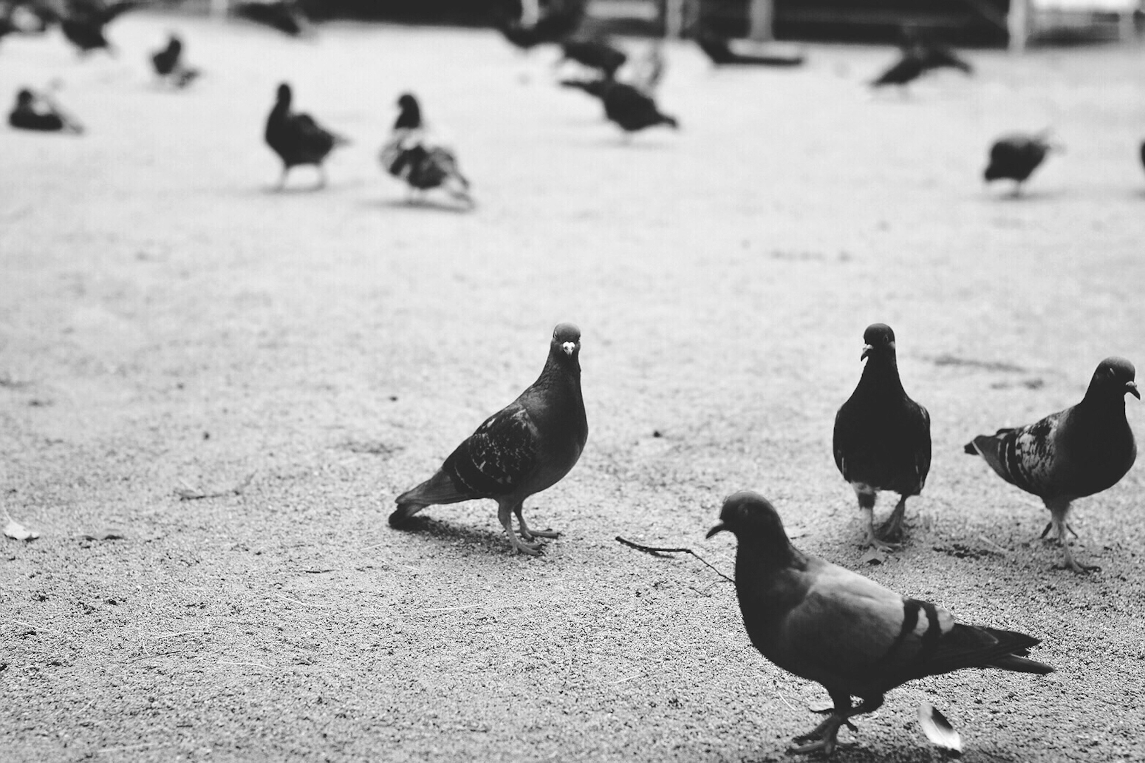 白黒で撮影された鳩の群れが地面を歩いている様子