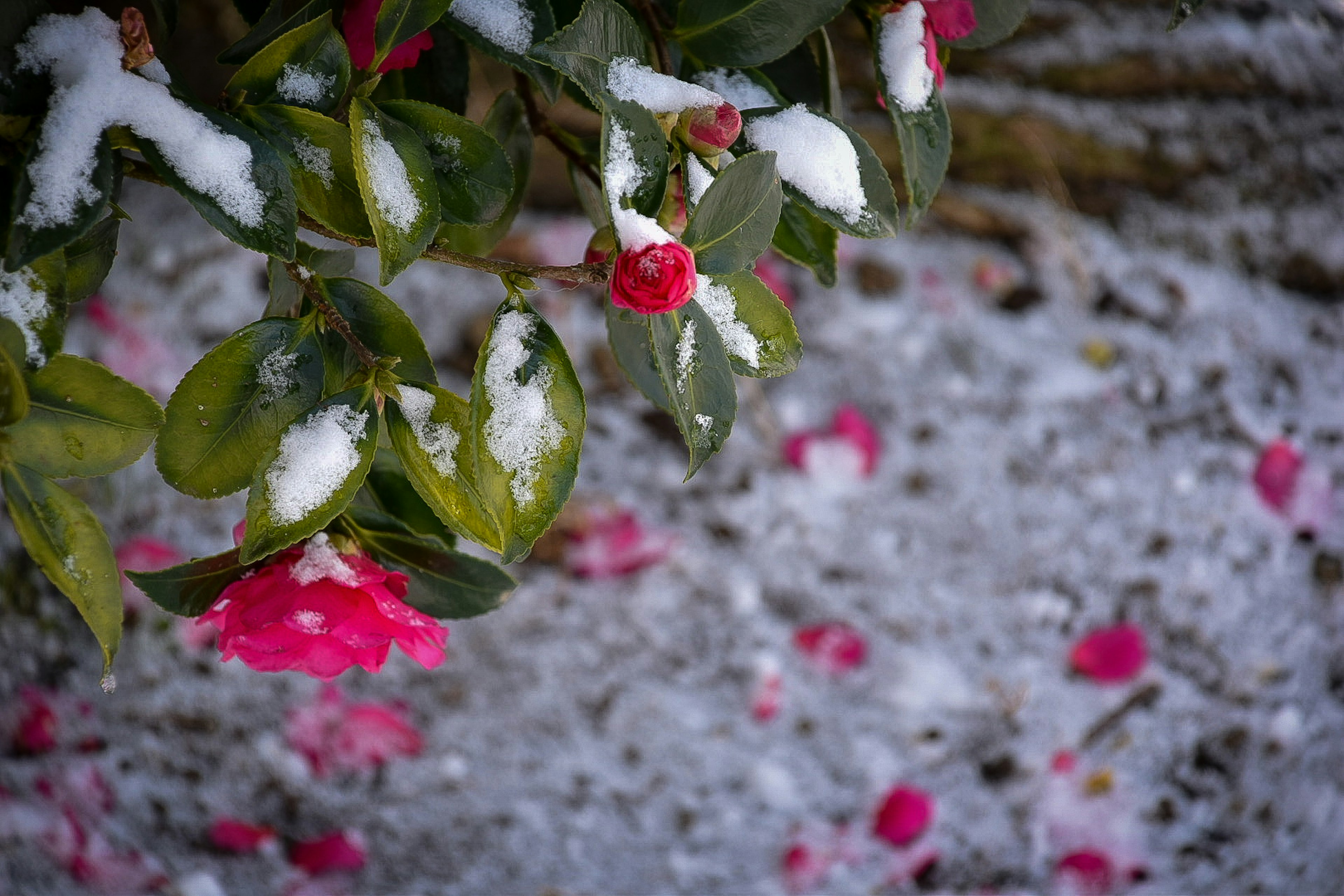 Immagine con fiori rossi e foglie verdi coperte di neve