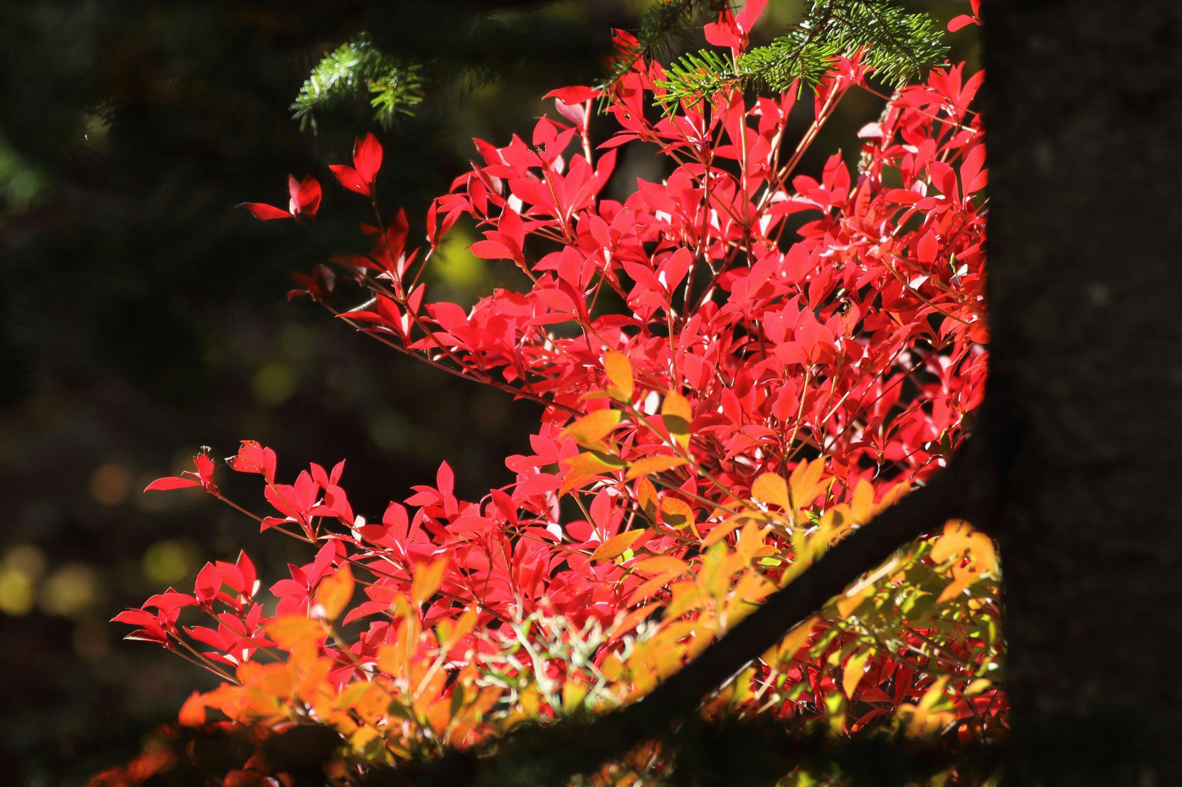 Lebendige rote und orange Blätter der Herbstbäume