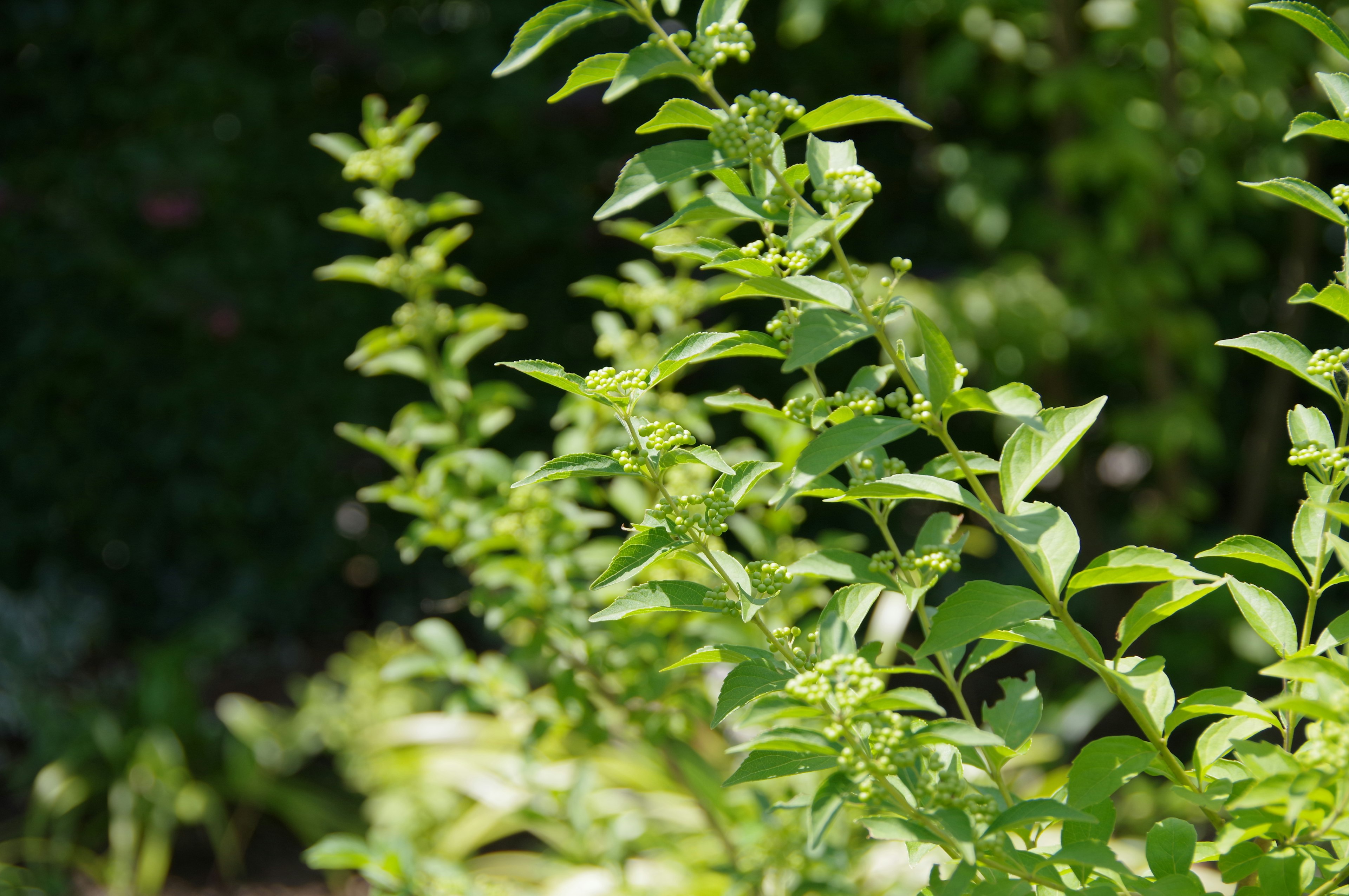 特寫一株茂盛綠色葉子的植物