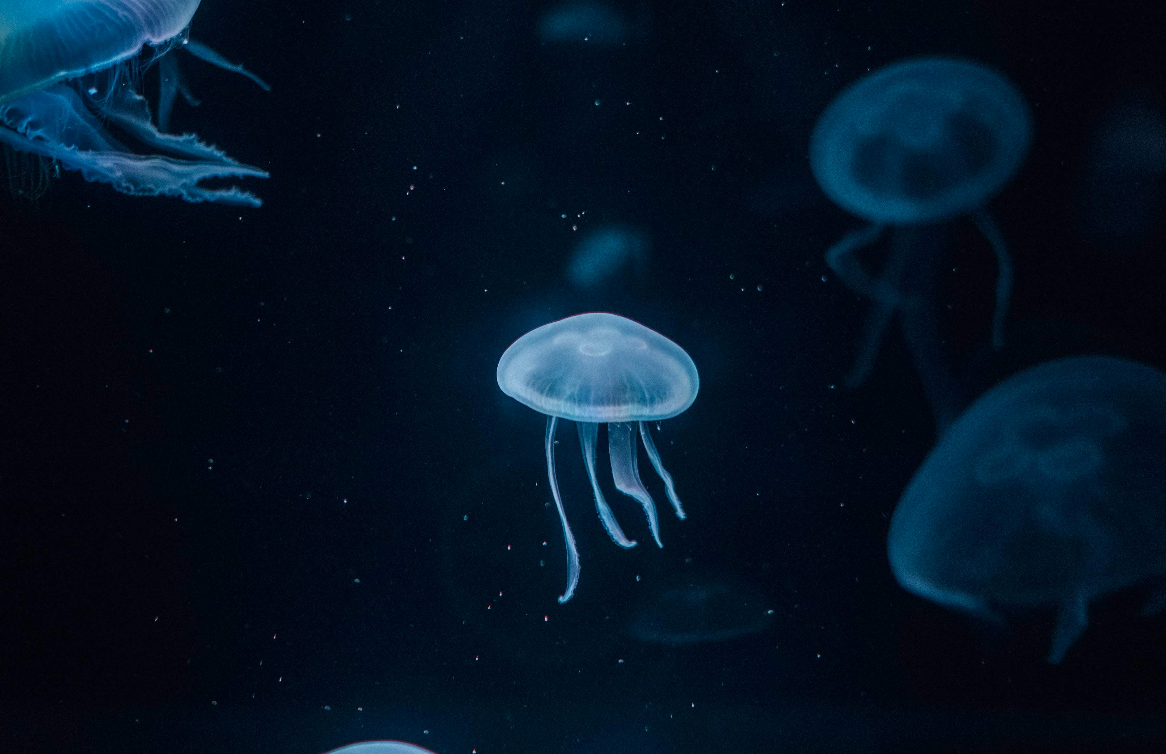 Eine Gruppe von Quallen, die im blauen Wasser schwimmen