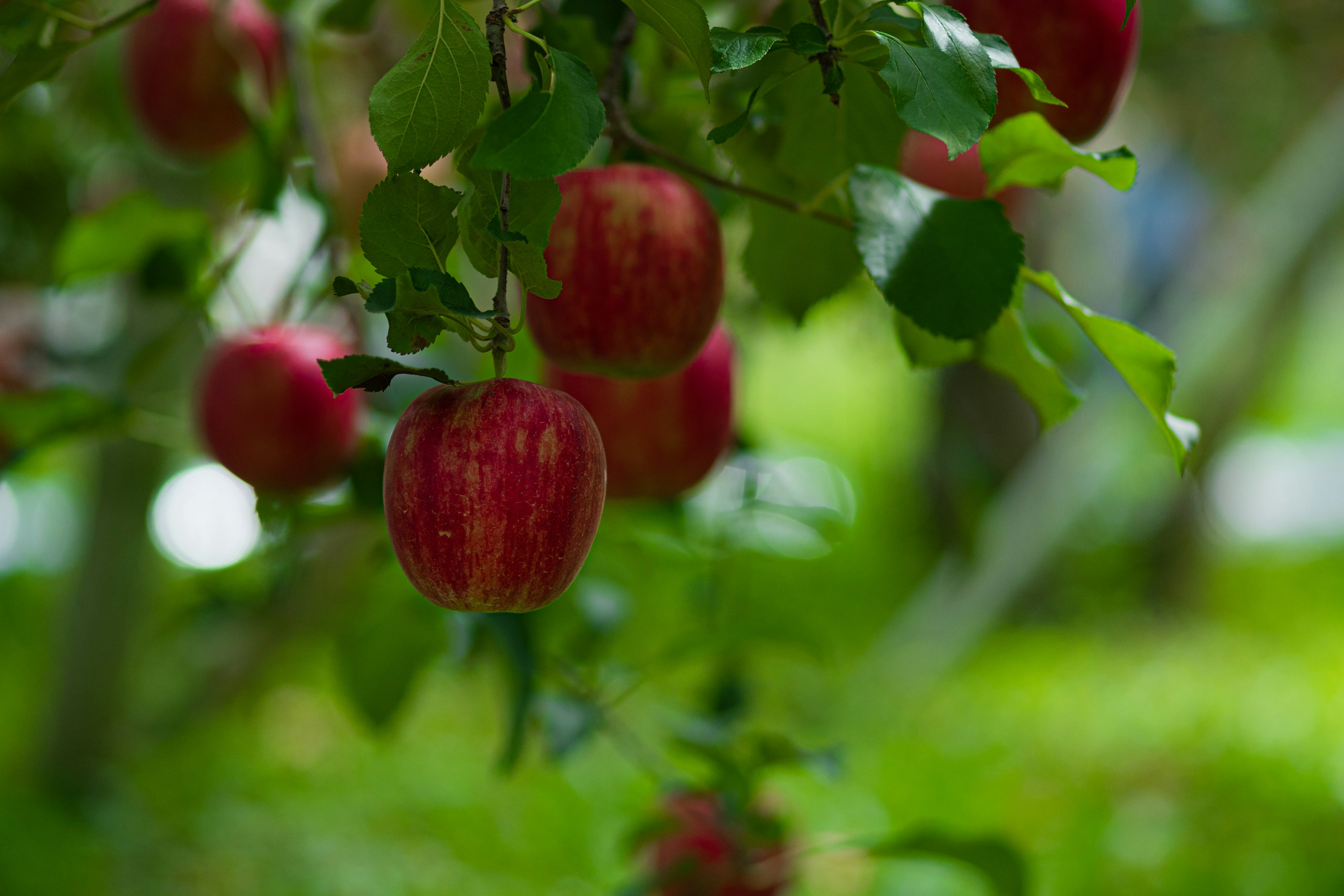 Rote Äpfel hängen an einem Baum mit grünen Blättern