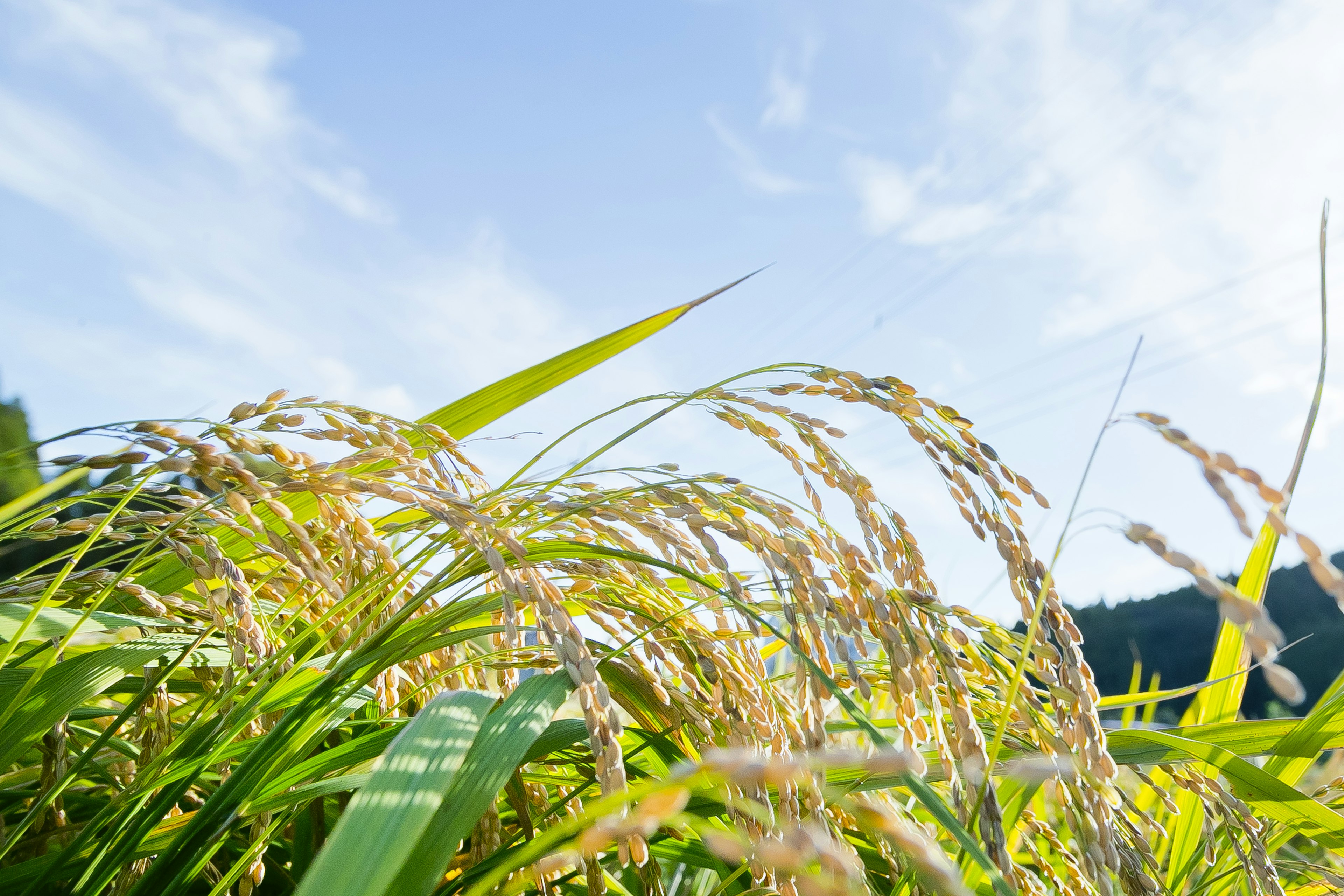 Épis de grain et feuilles ondulant sous un ciel bleu