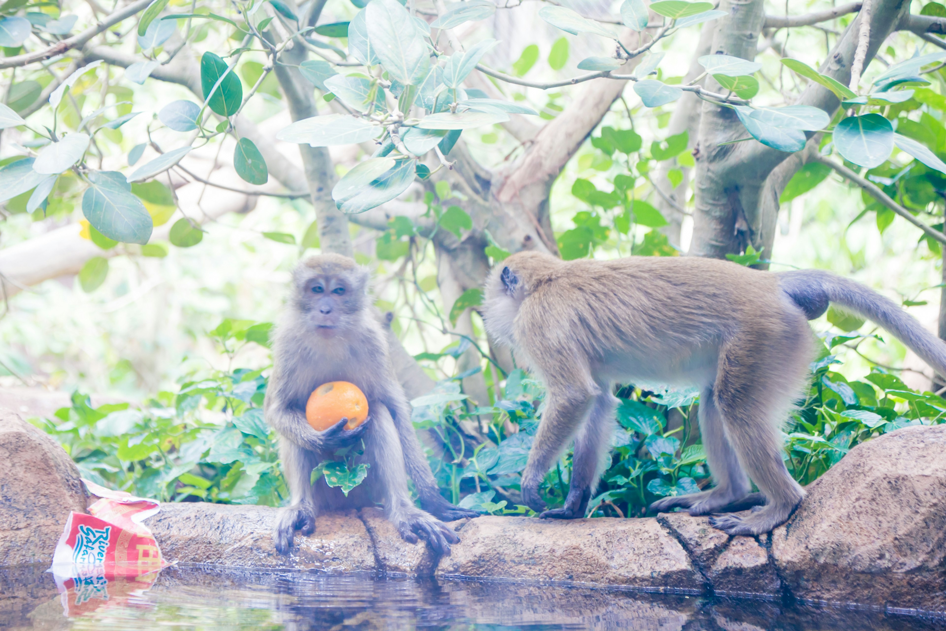 Two monkeys with an orange in a lush green background