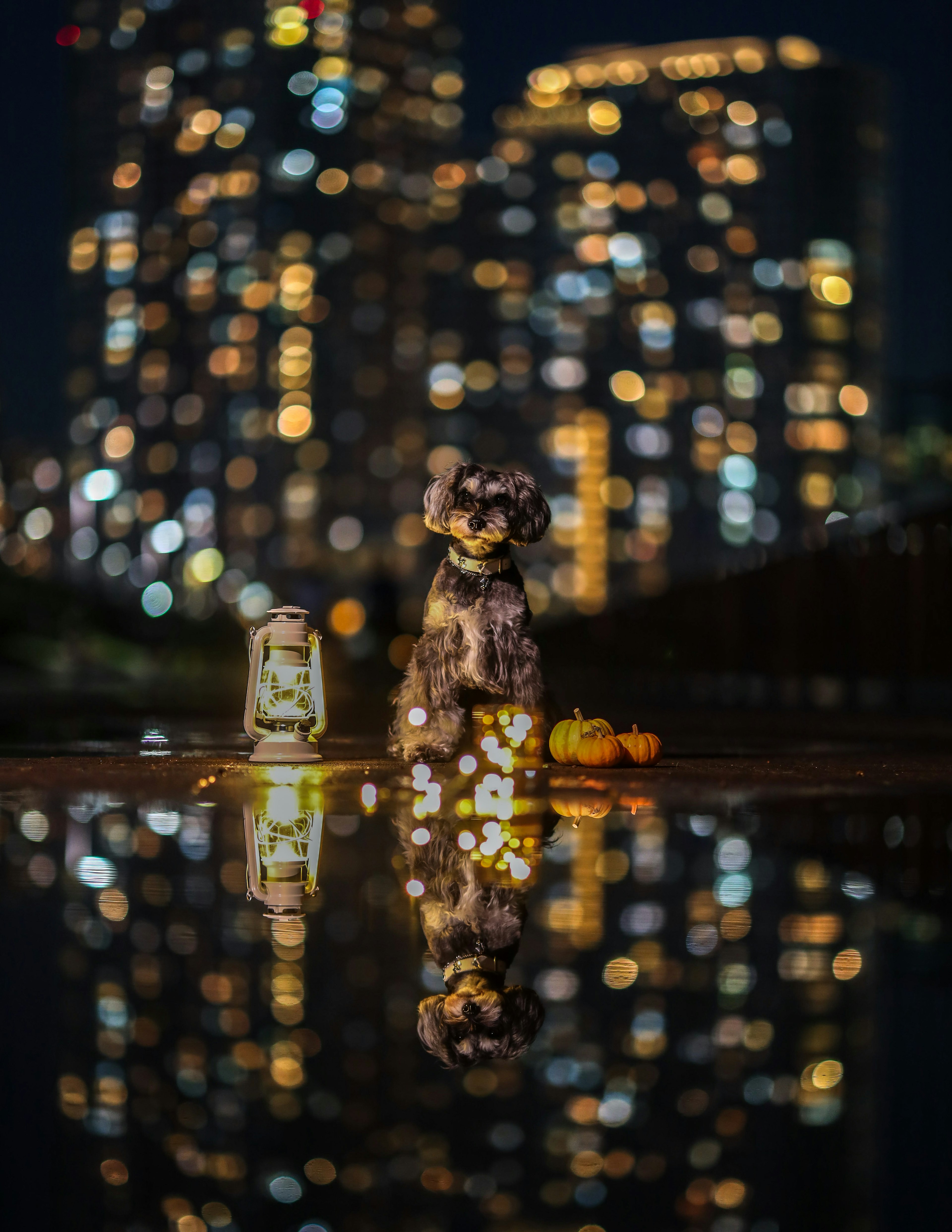 A dog standing by a lantern and pumpkins reflecting in water with city lights in the background