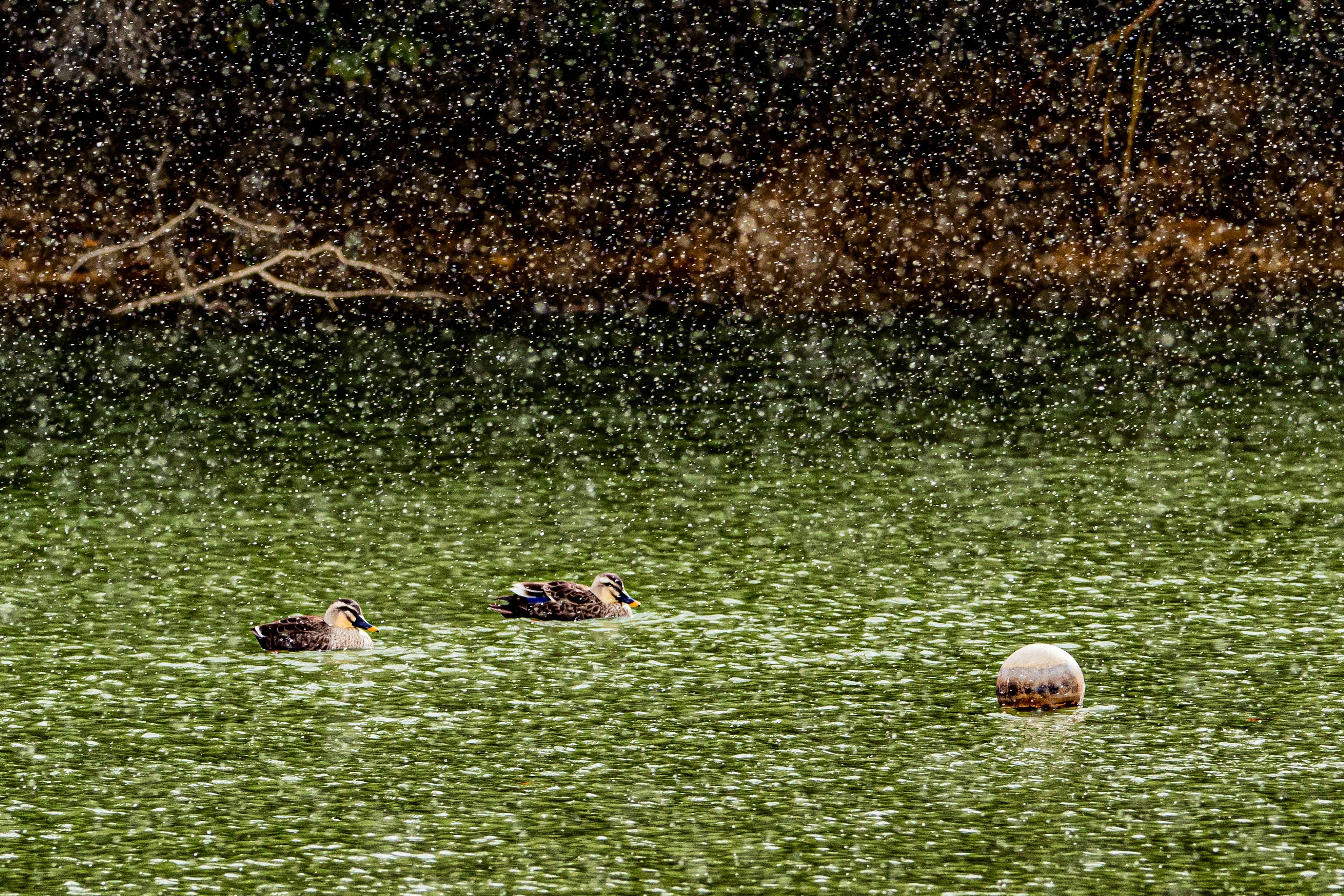 Patos nadando en un estanque con una pelota flotante