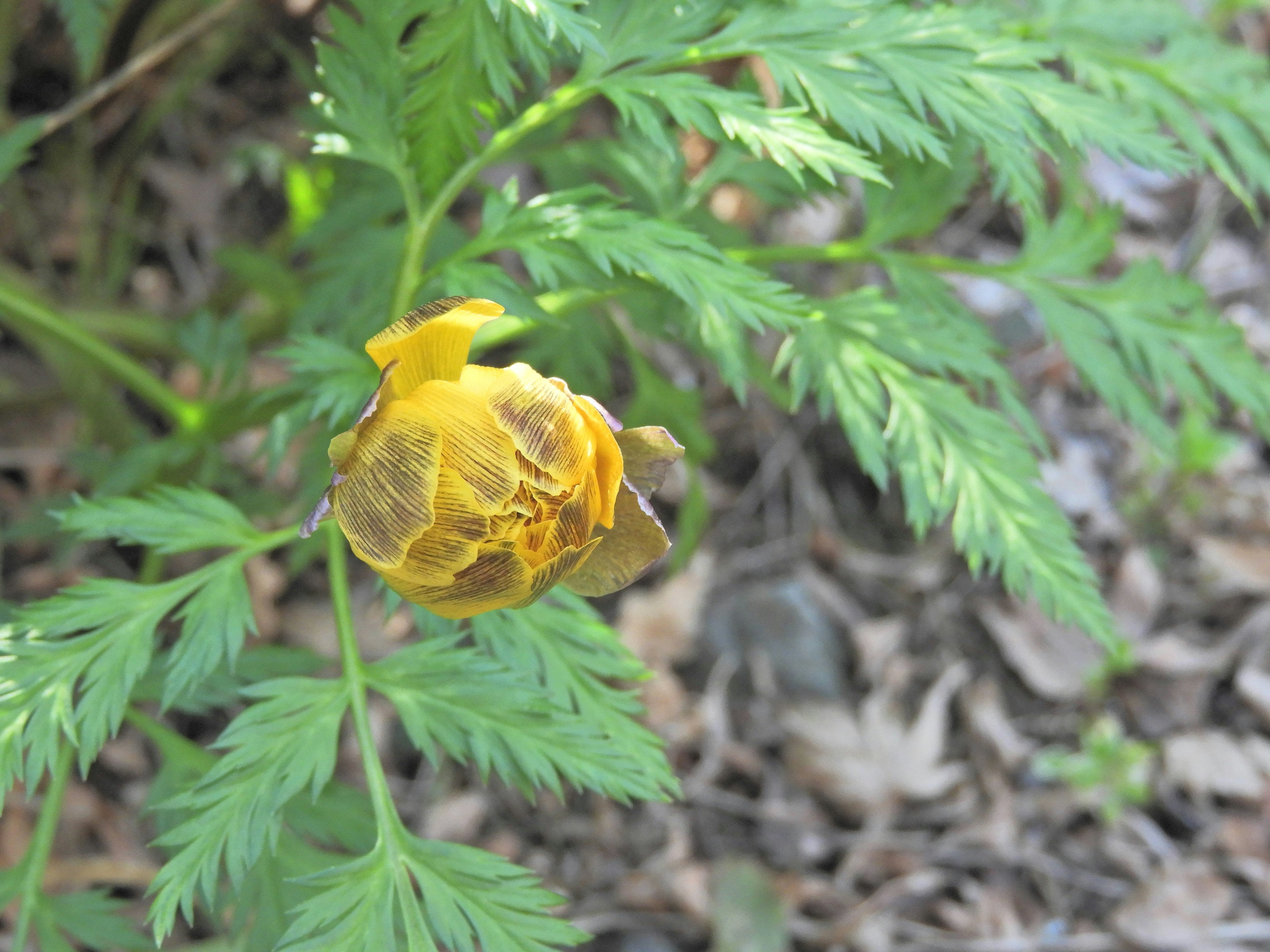 黄色の花のつぼみと緑の葉が特徴の植物