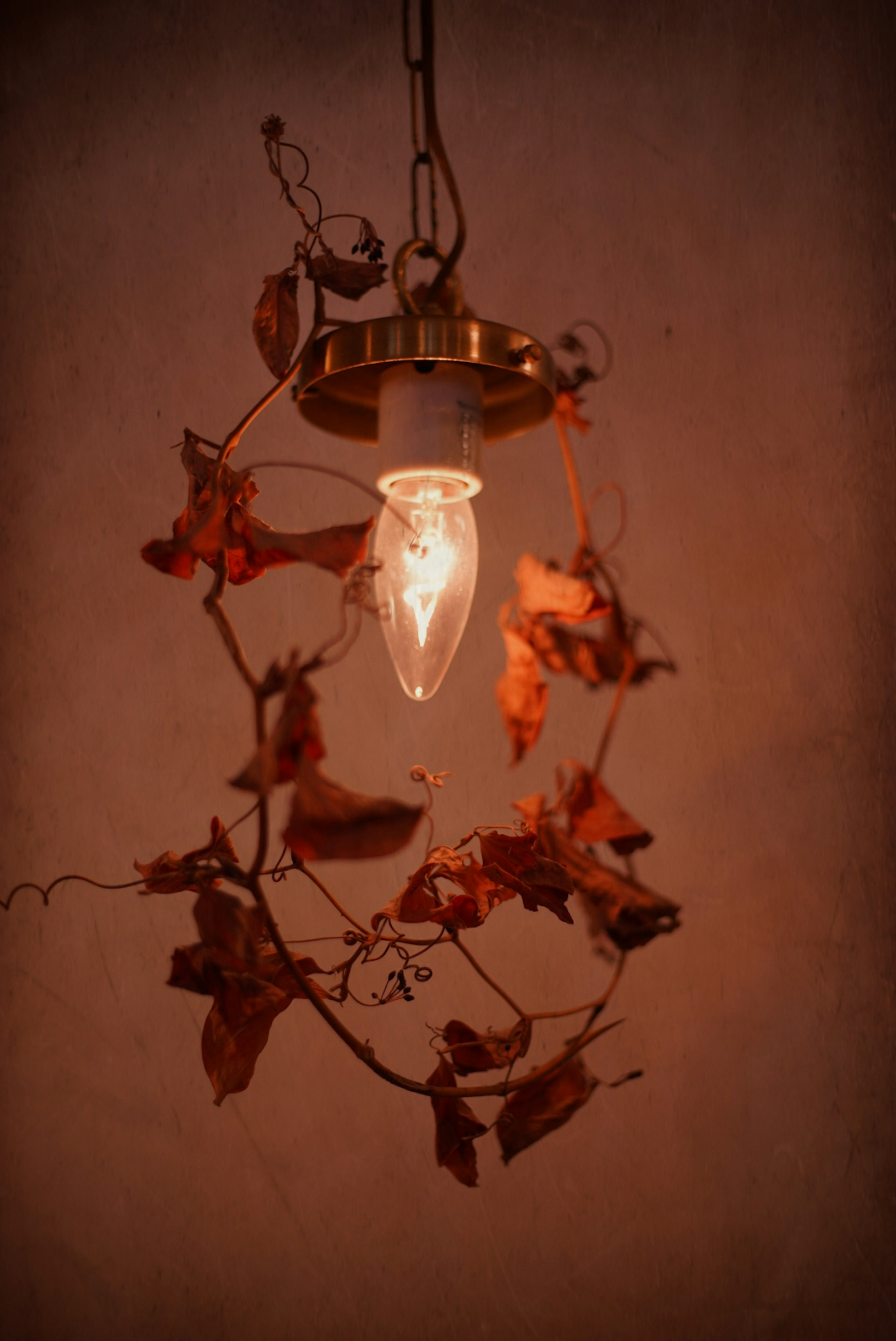 Hanging lamp surrounded by dried leaves emitting warm light