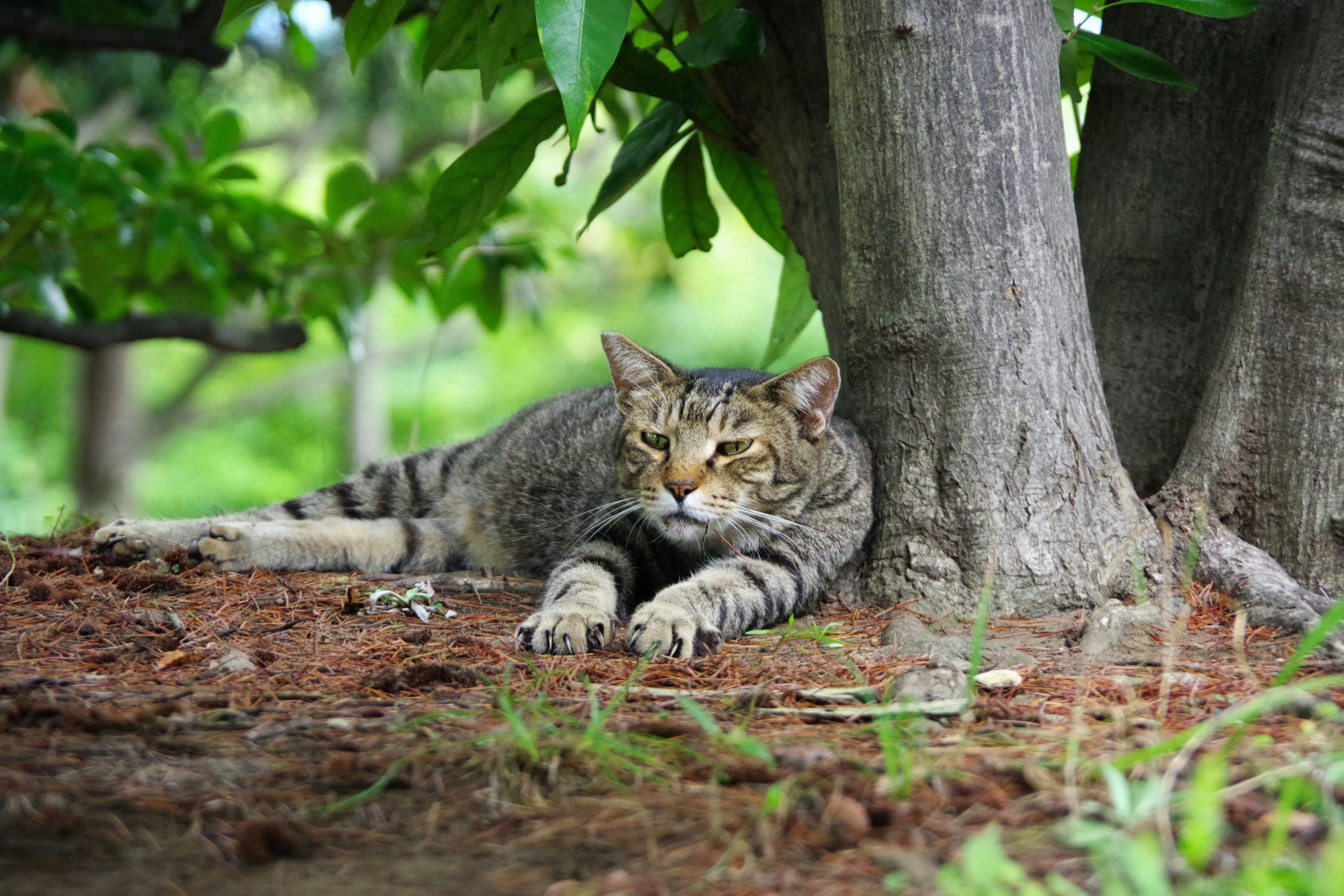 Un gato descansando bajo un árbol