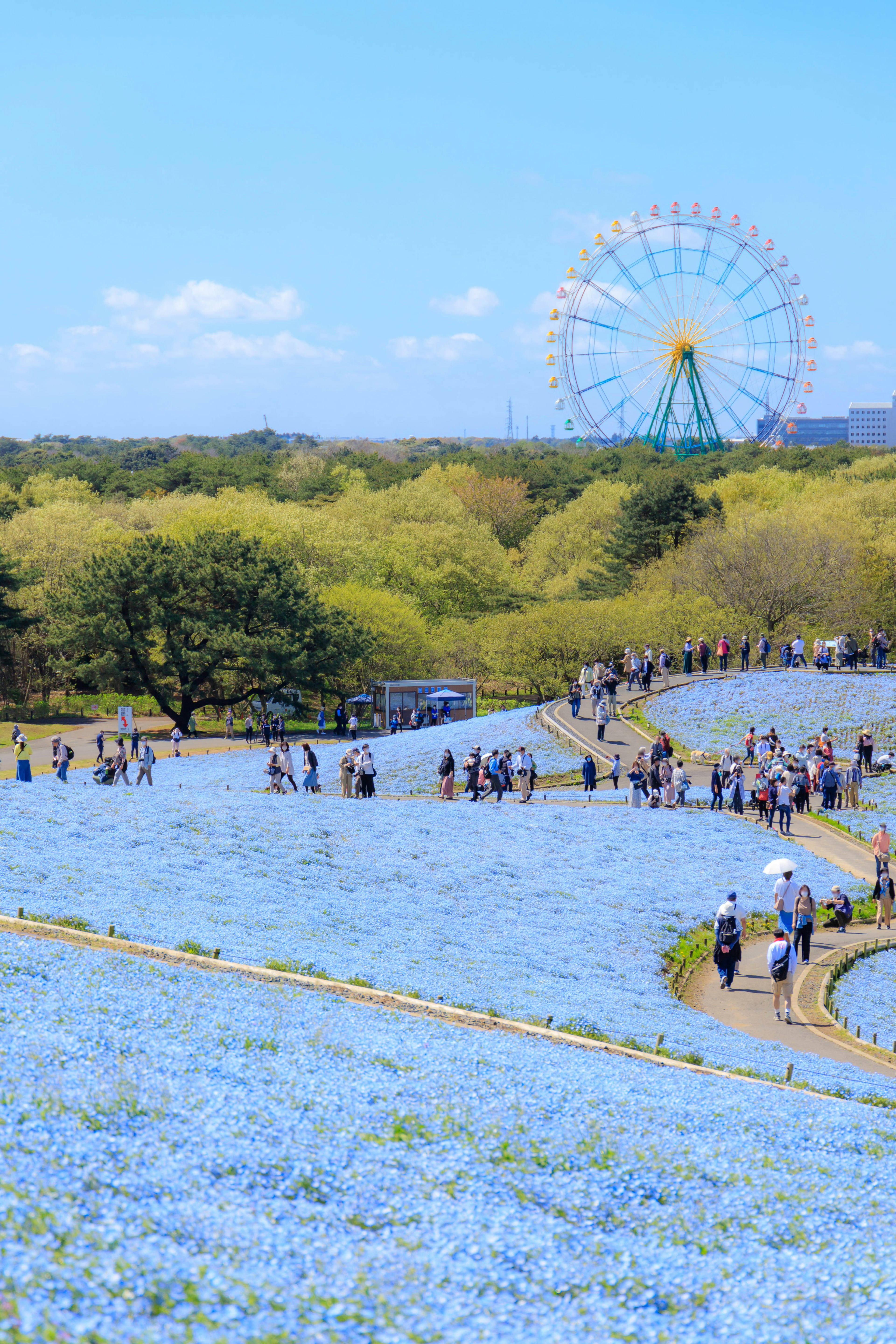 Un campo di fiori blu con persone che camminano e una ruota panoramica sullo sfondo