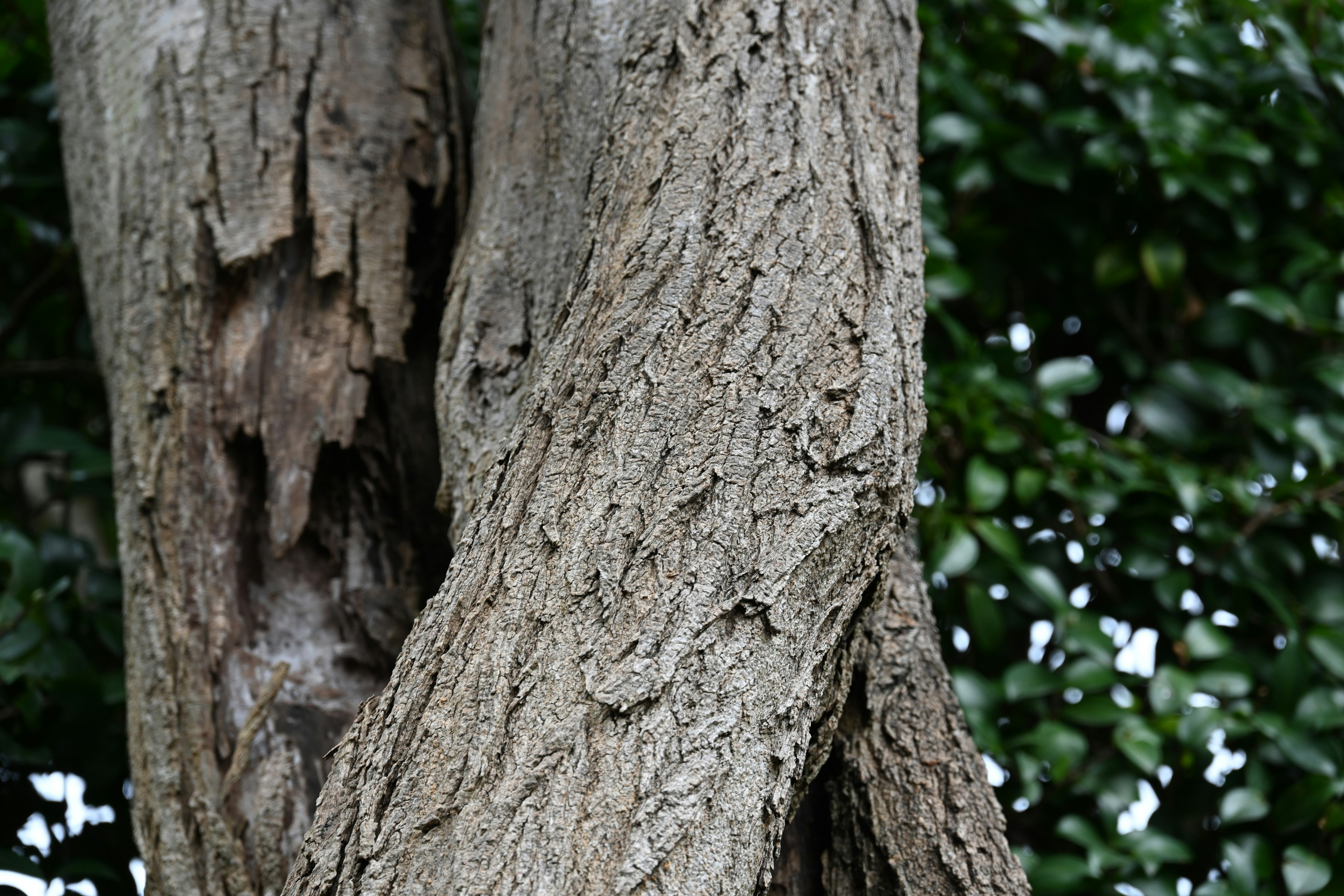 Gambar close-up tekstur kulit pohon dengan detail