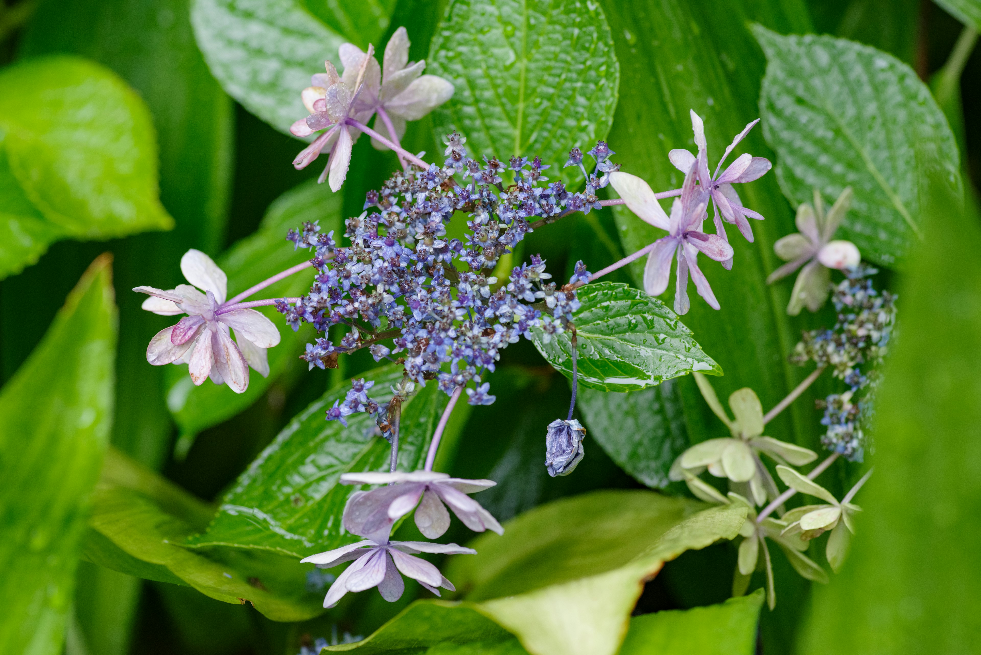 Close-up of beautiful flowers in shades of purple surrounded by green leaves