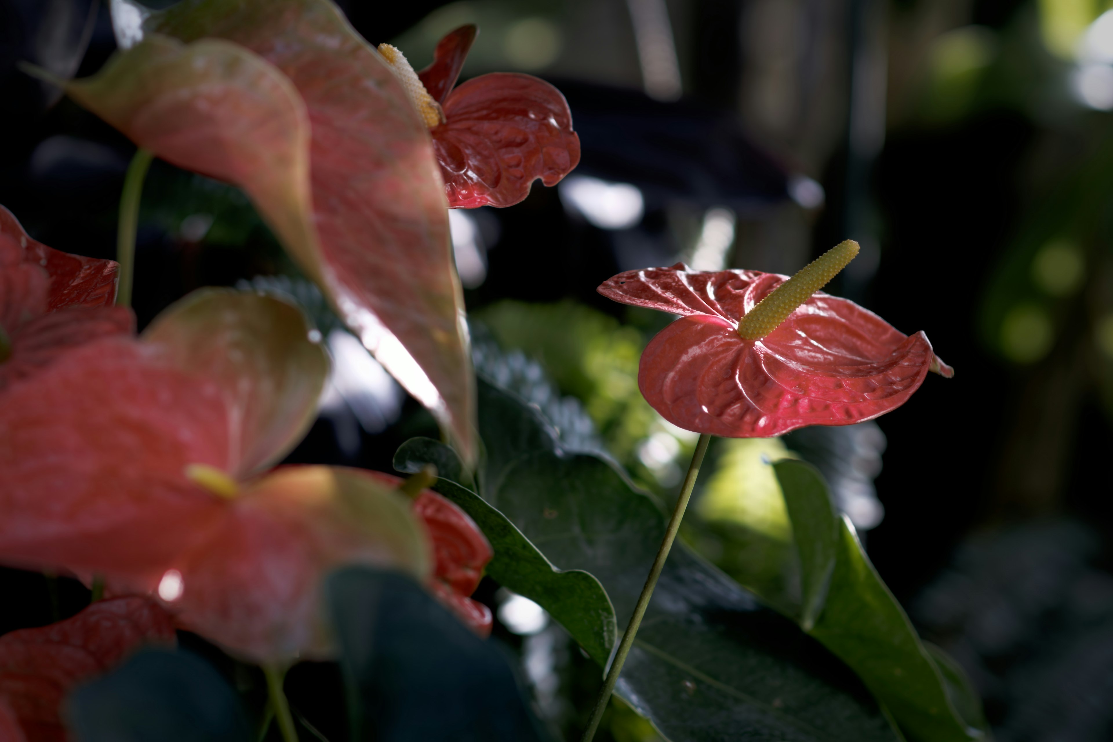 Bellissimi fiori di anthurium rossi circondati da foglie verdi