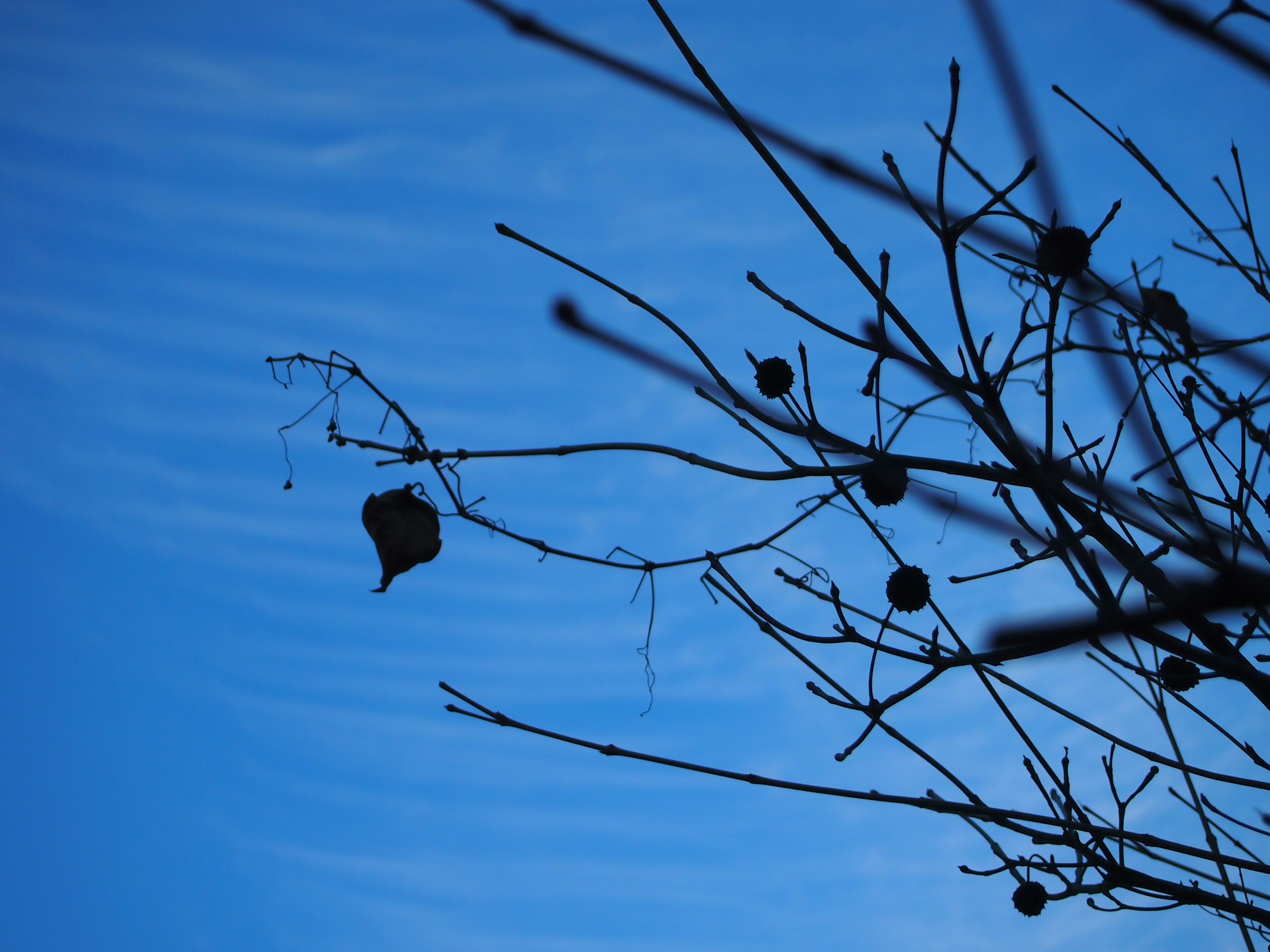 Silhouette of tree branches and leaves against blue sky