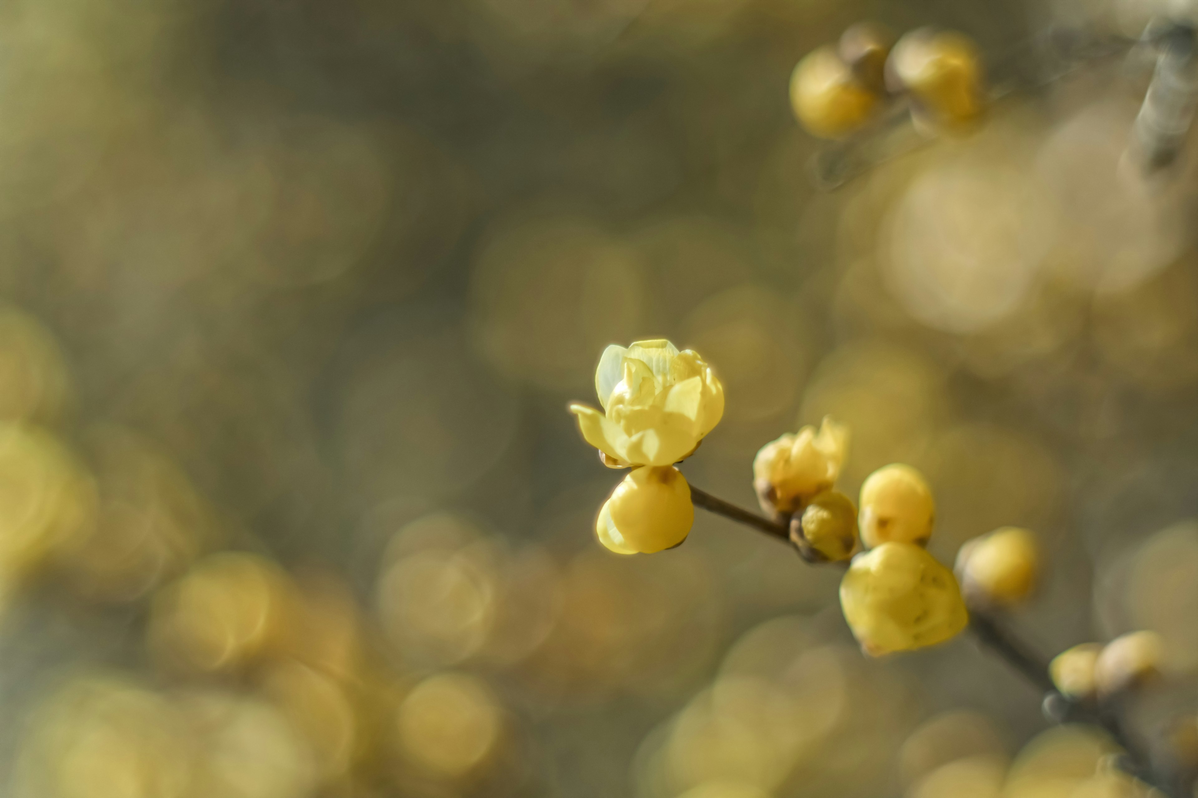 Close-up of a branch with yellow flowers blurred background