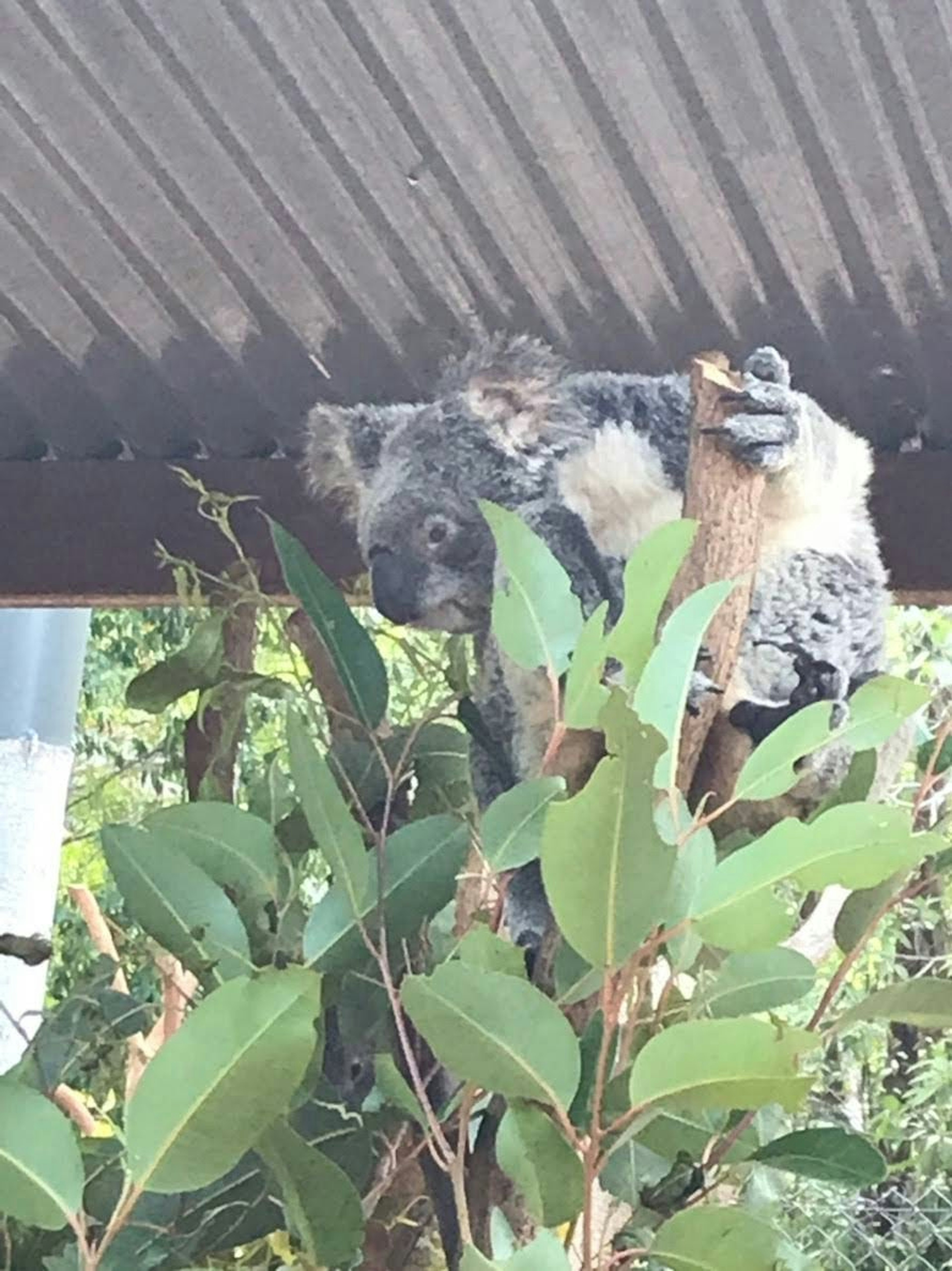 Un koala perché sur un arbre d'eucalyptus