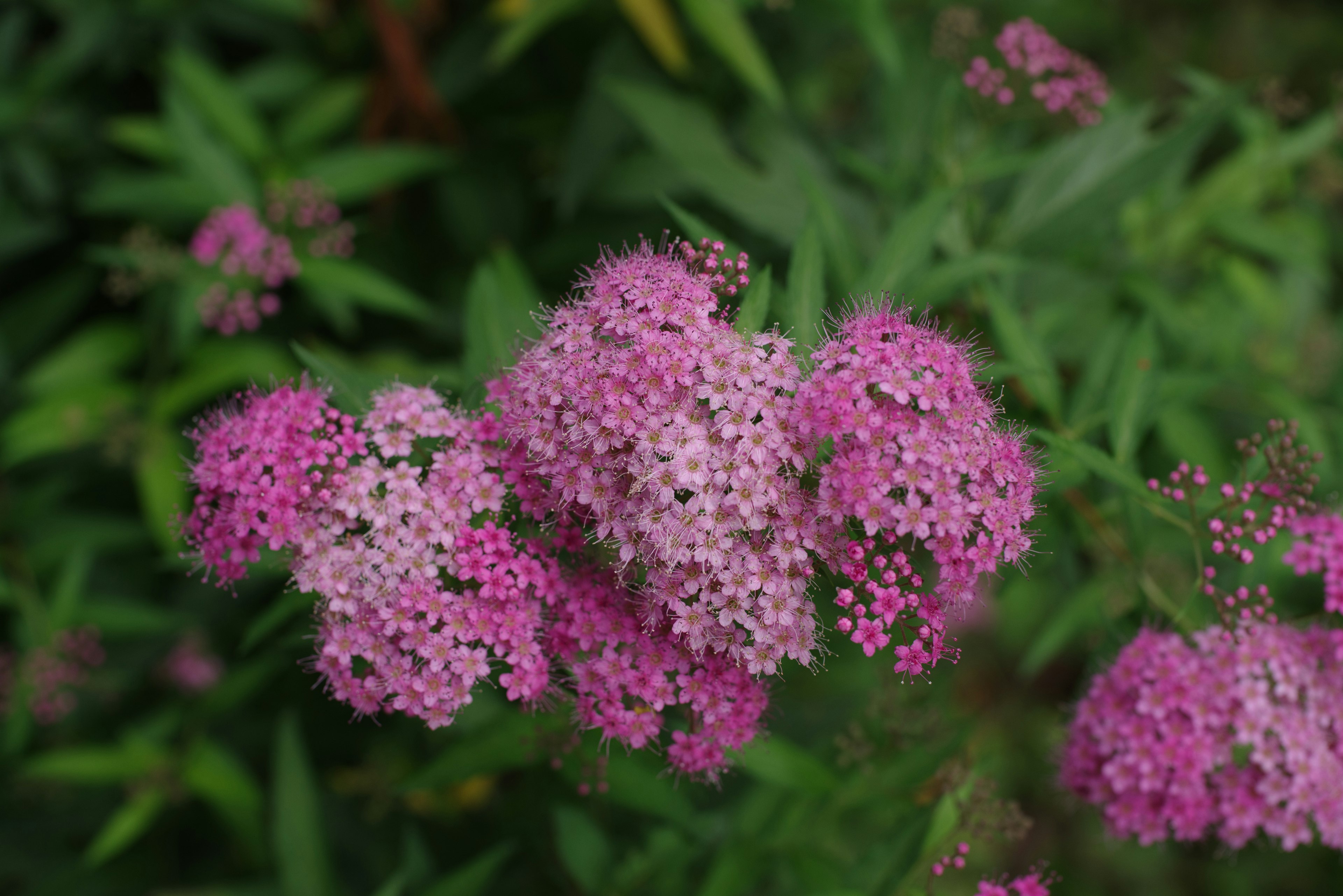 Gros plan de grappes de fleurs roses et violettes vibrantes