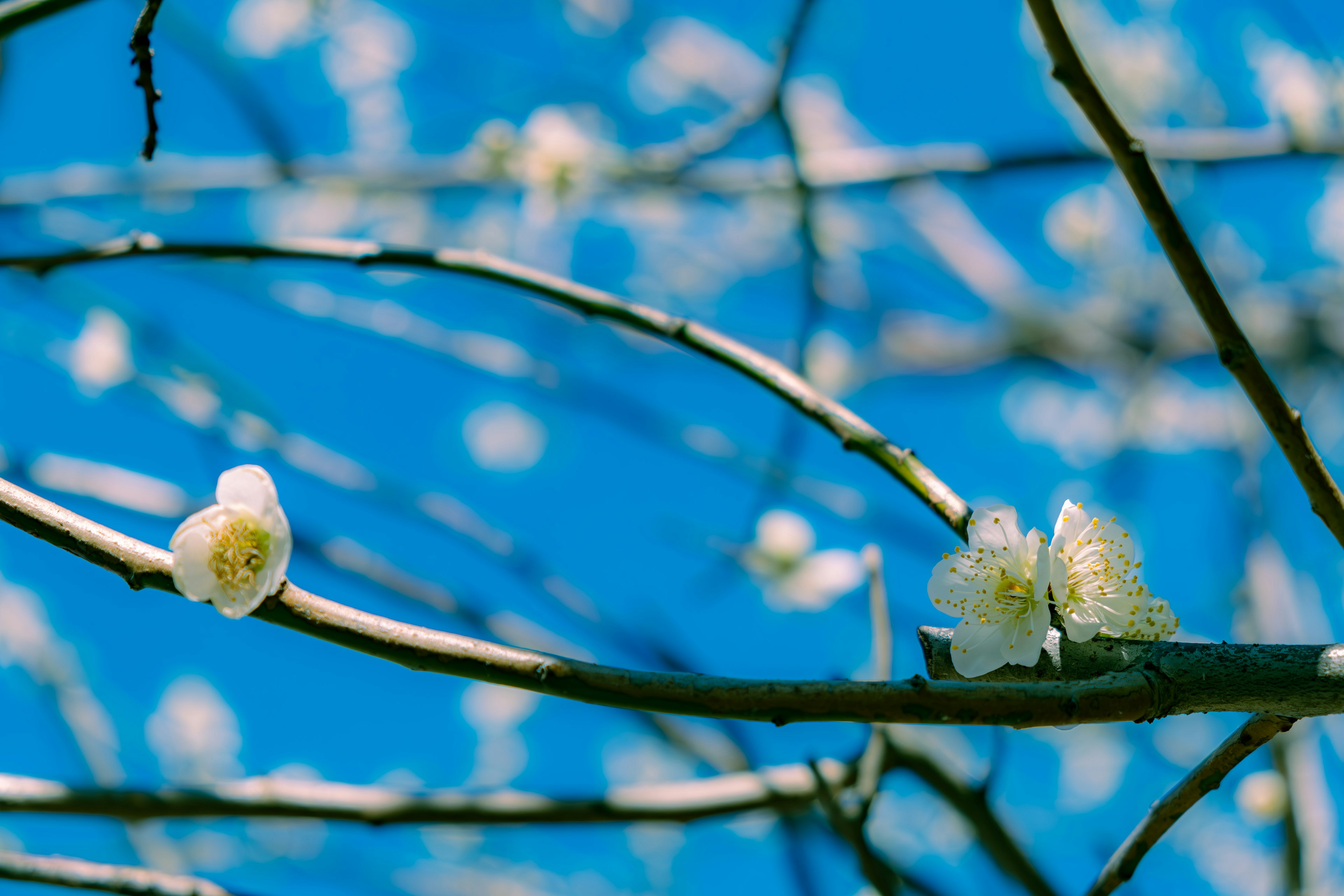 White plum blossoms on branches against a blue sky