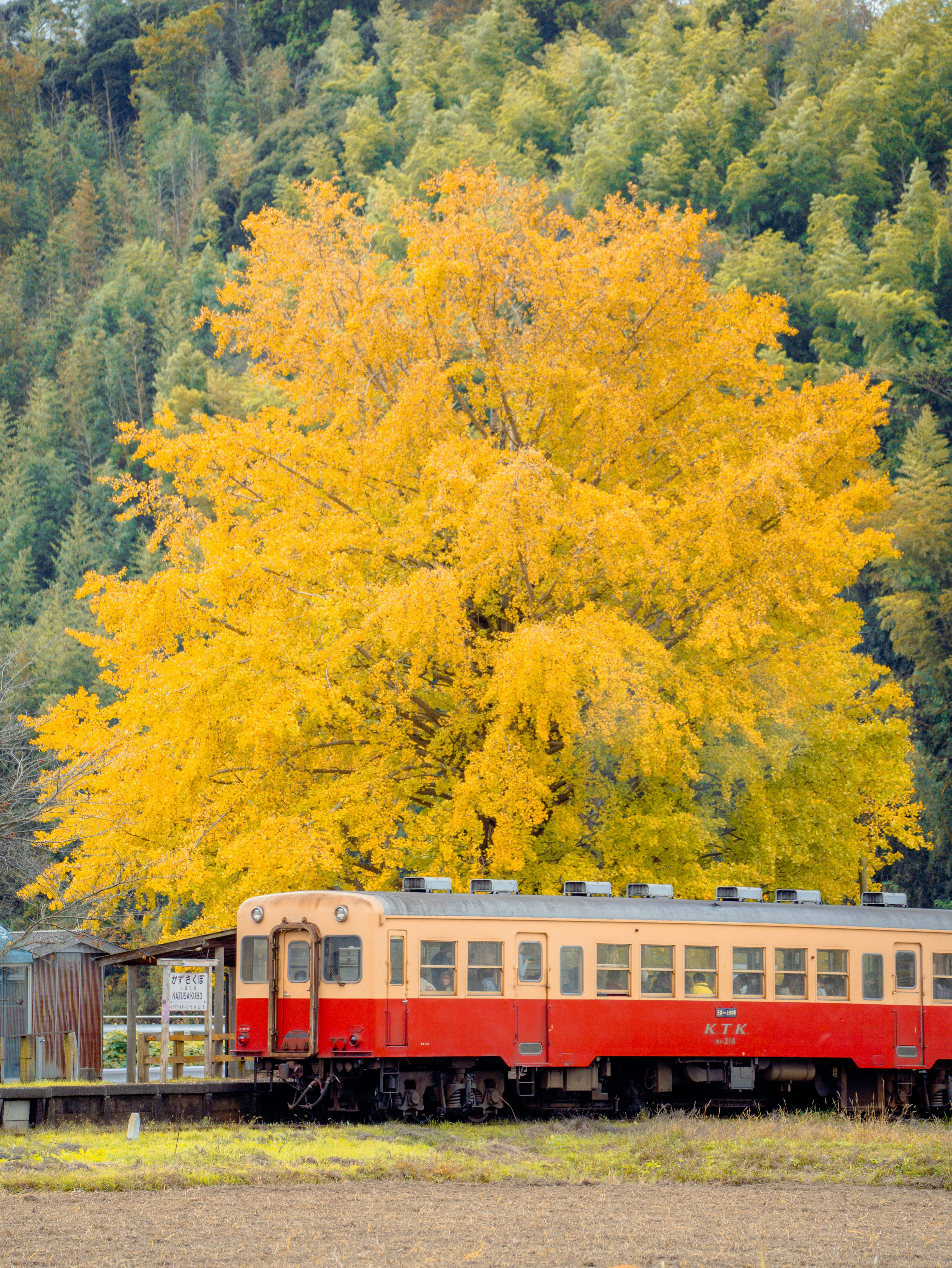 Tren rojo detenido cerca de un árbol amarillo vibrante