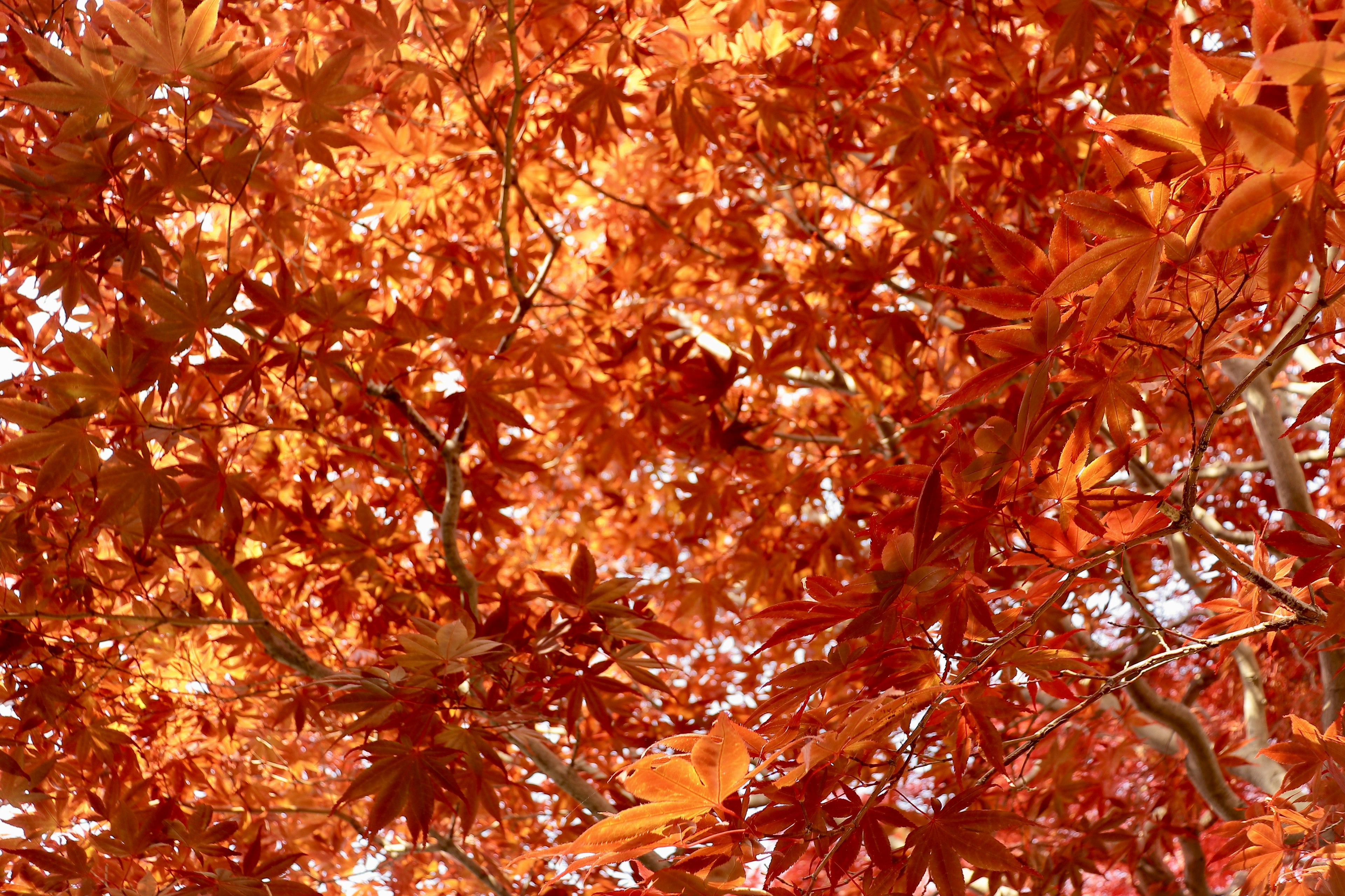 Vibrant autumn leaves of a maple tree glowing in sunlight