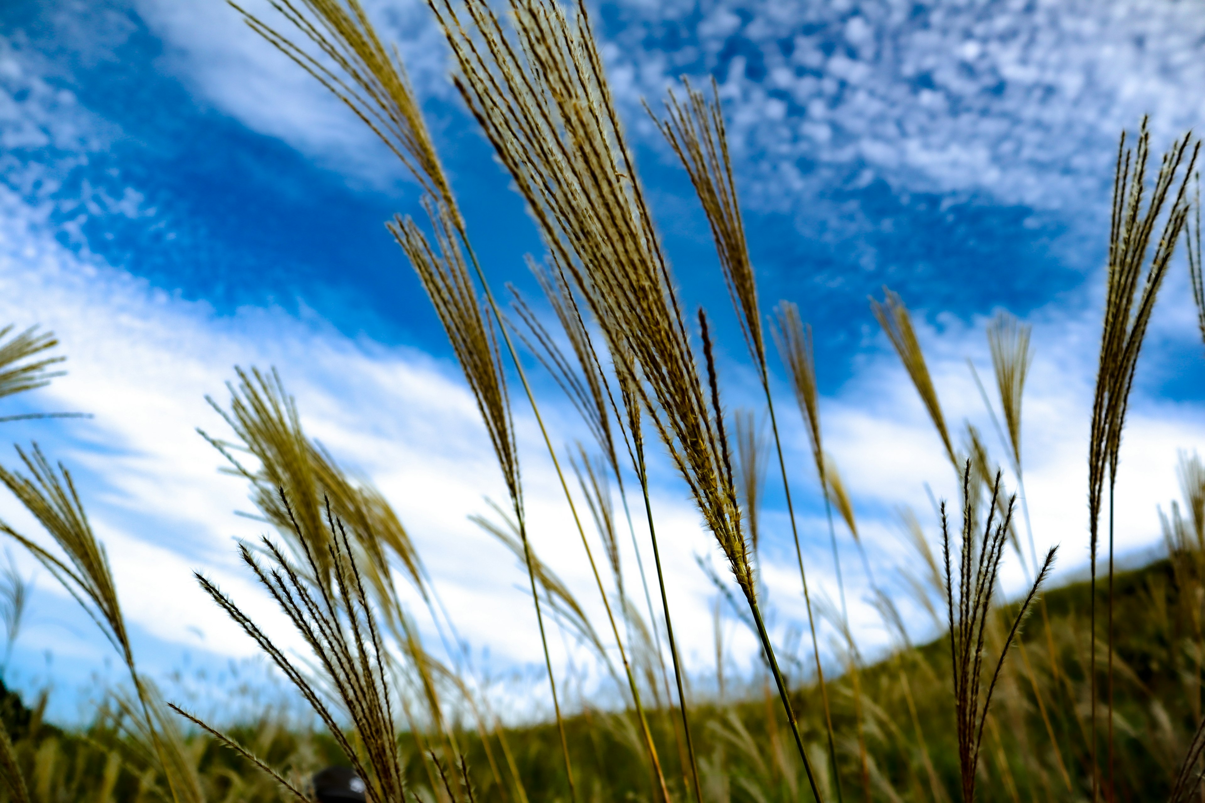 Gras mit Ähren, die unter einem blauen Himmel wehen