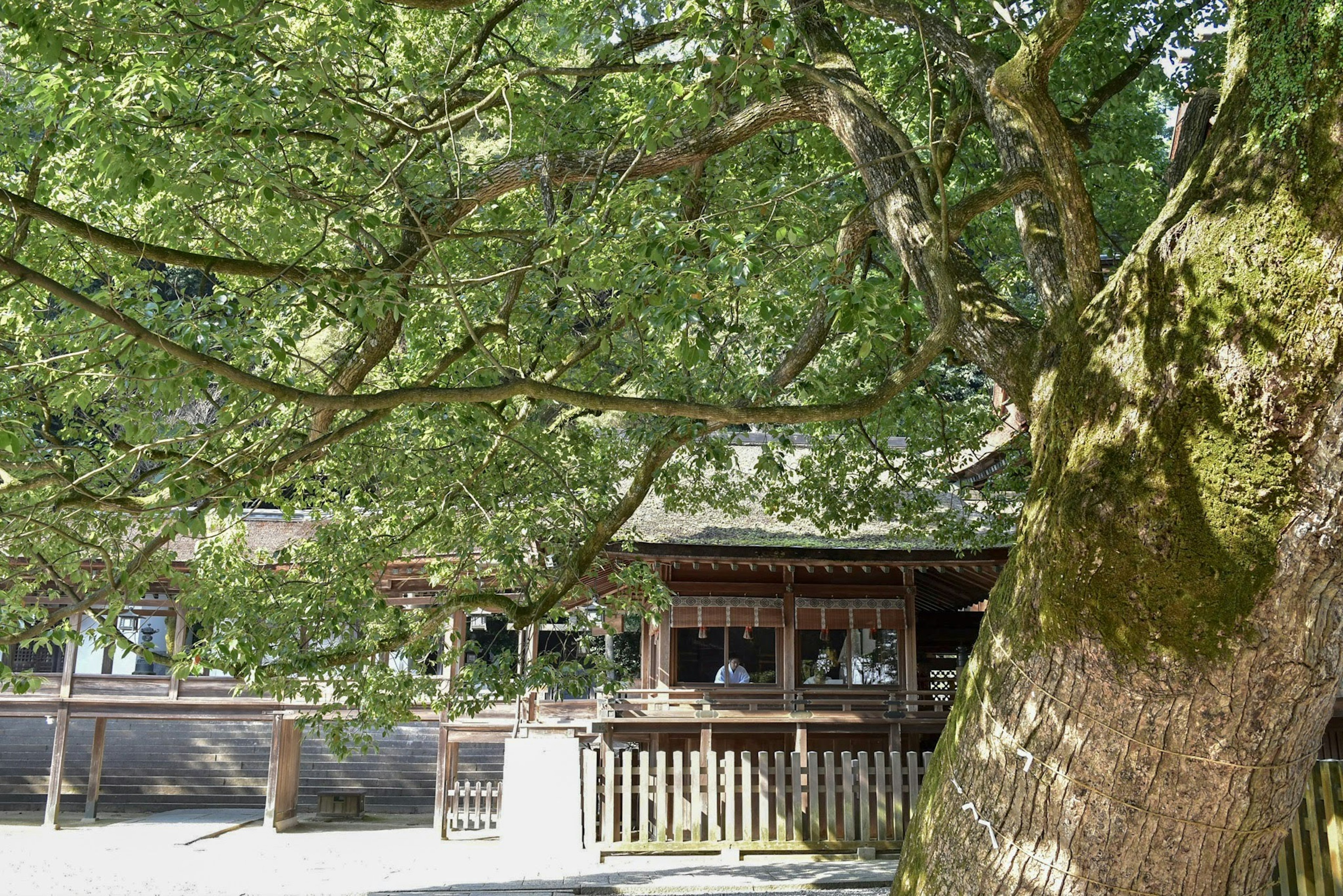 A large tree with a traditional building in the background